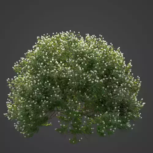 2021 PBR Backhousia Myrtifolia Collection 3D model