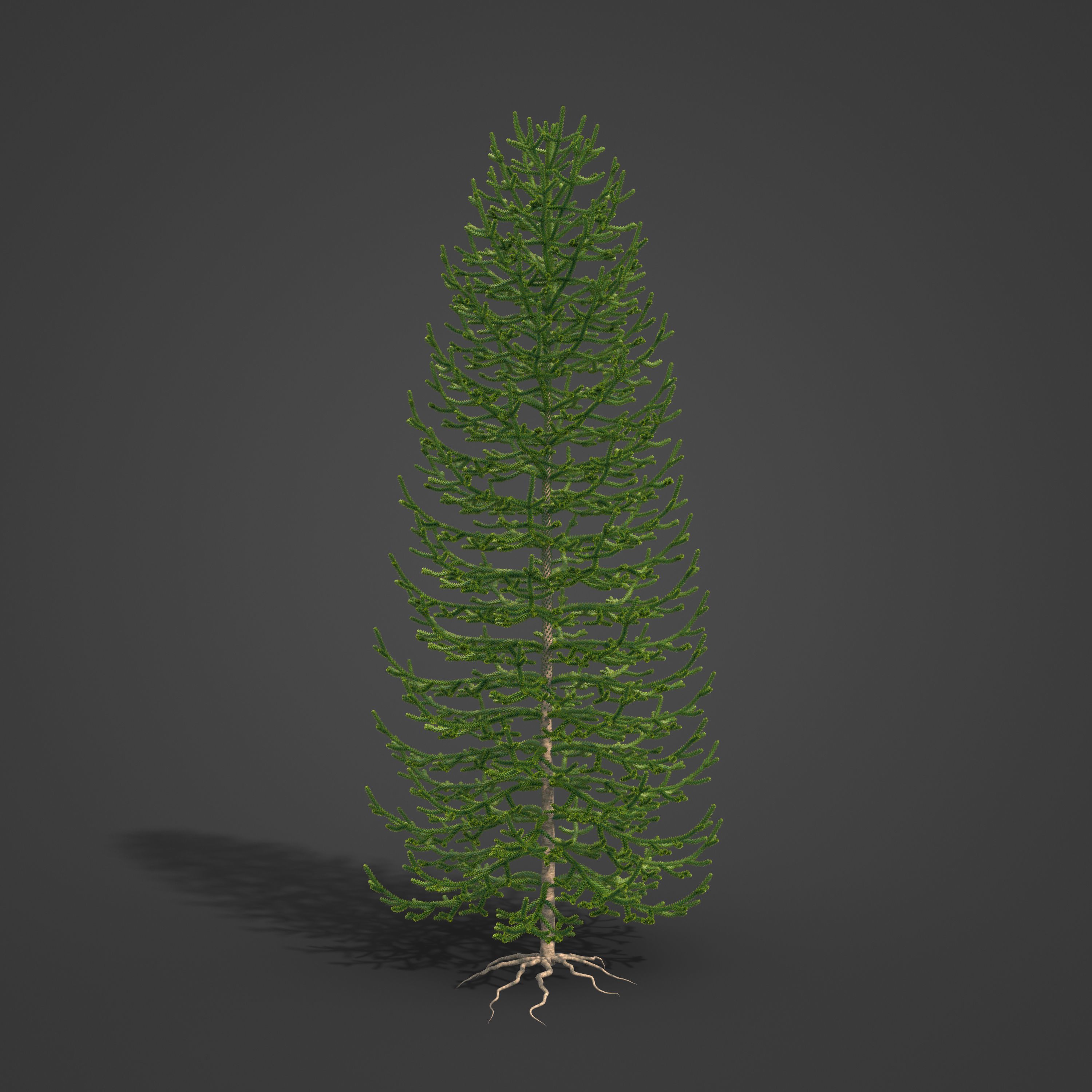 2021 PBR Araucaria Collection - Araucaria Araucara 3D model_9