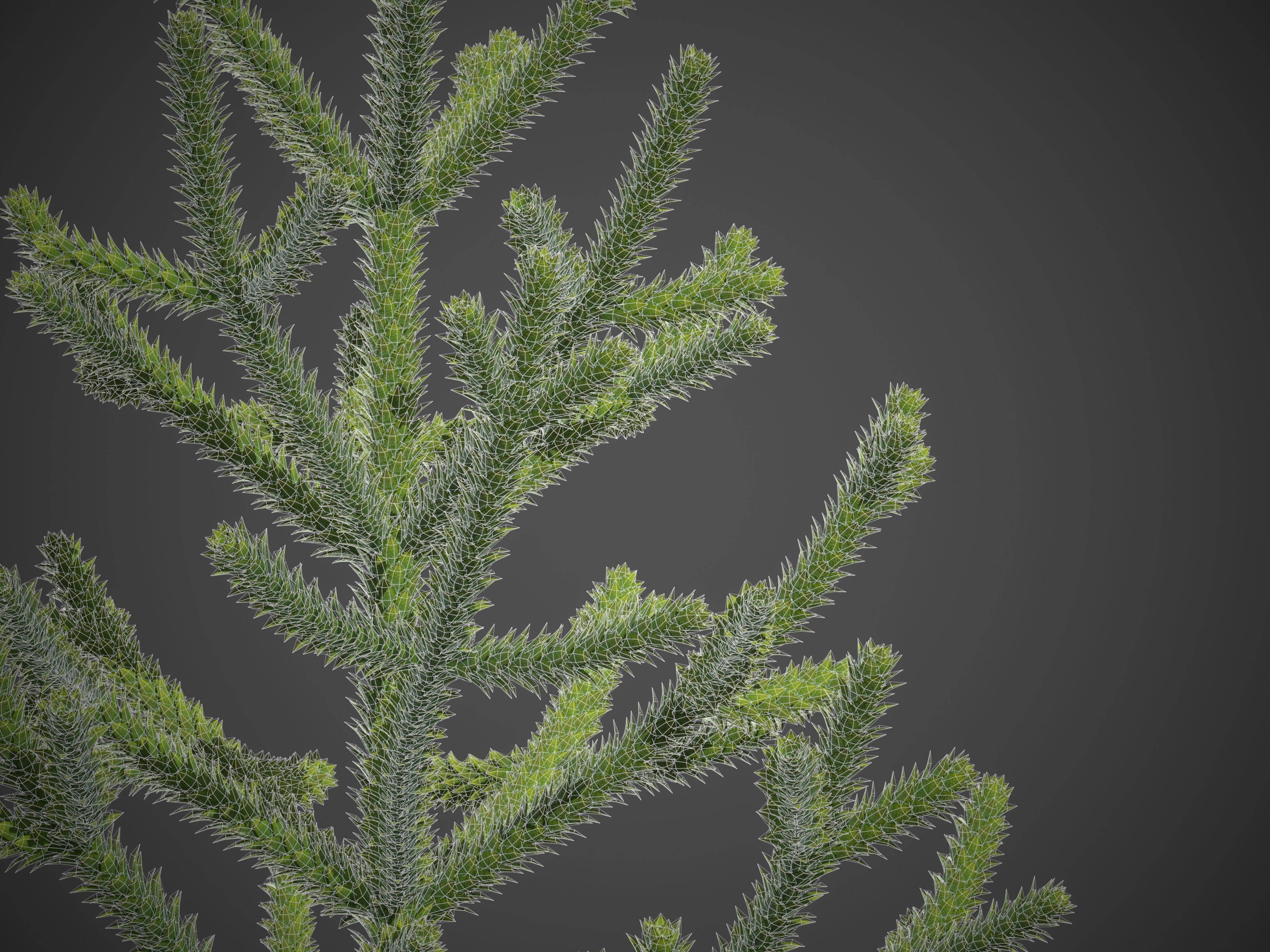 2021 PBR Araucaria Collection - Araucaria Araucara 3D model_4