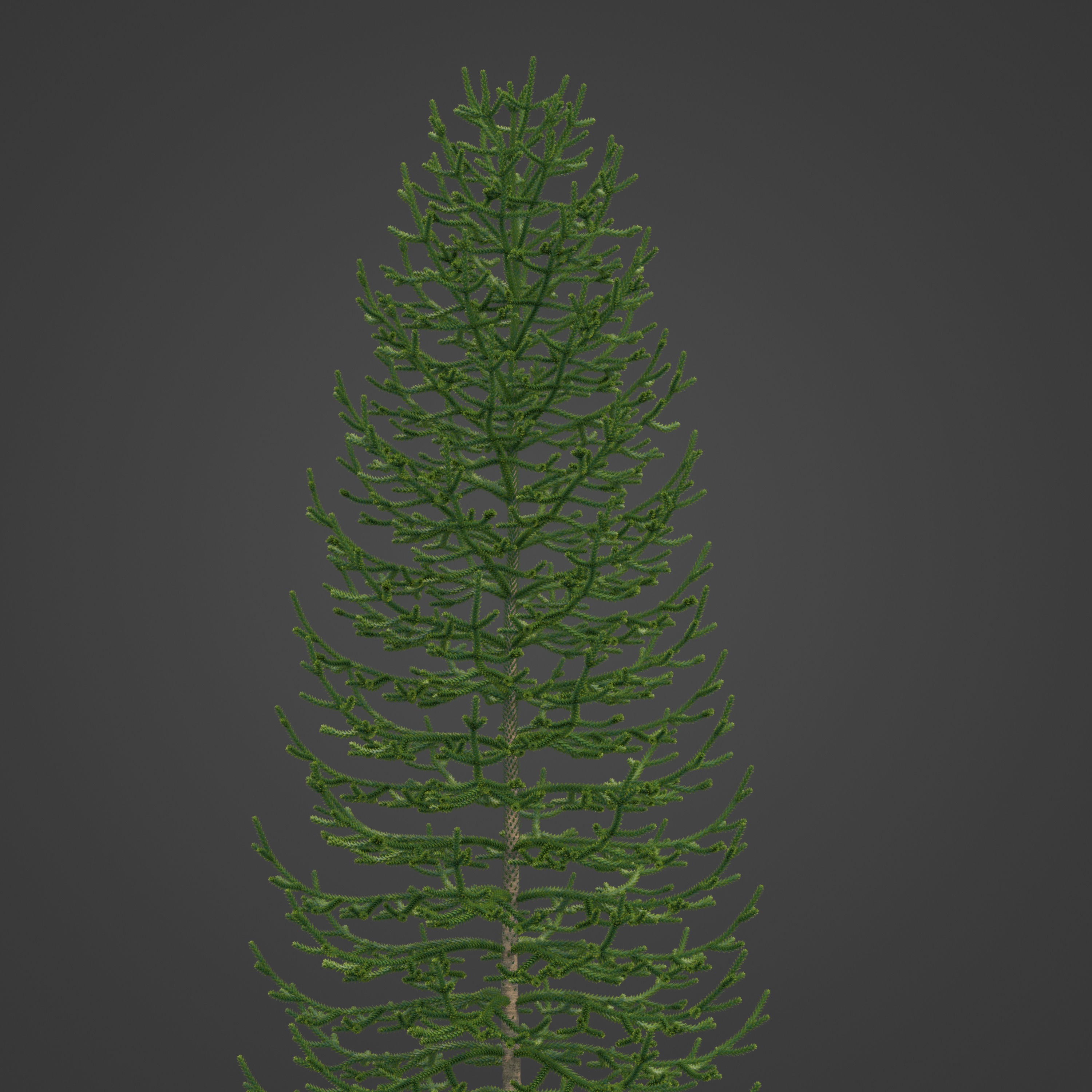 2021 PBR Araucaria Collection - Araucaria Araucara 3D model_5