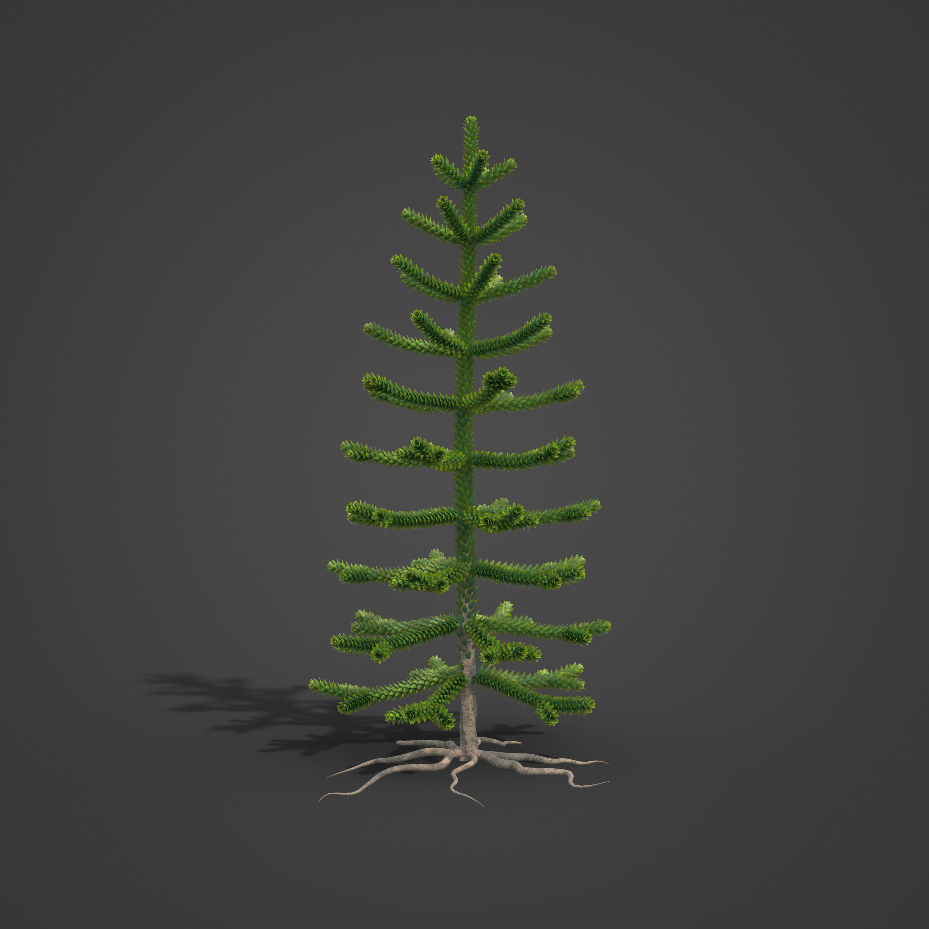 2021 PBR Araucaria Collection - Araucaria Araucara 3D model_6