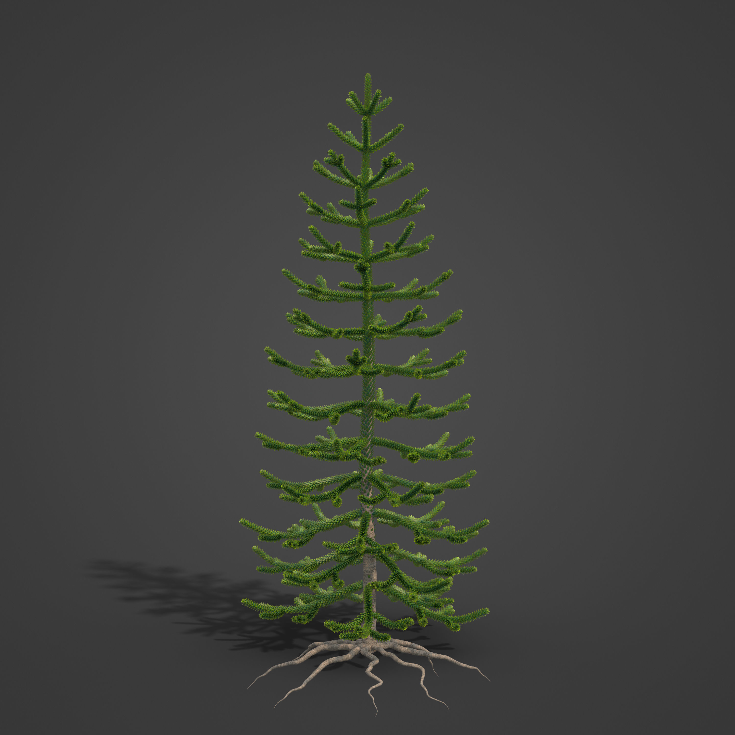 2021 PBR Araucaria Collection - Araucaria Araucara 3D model_7