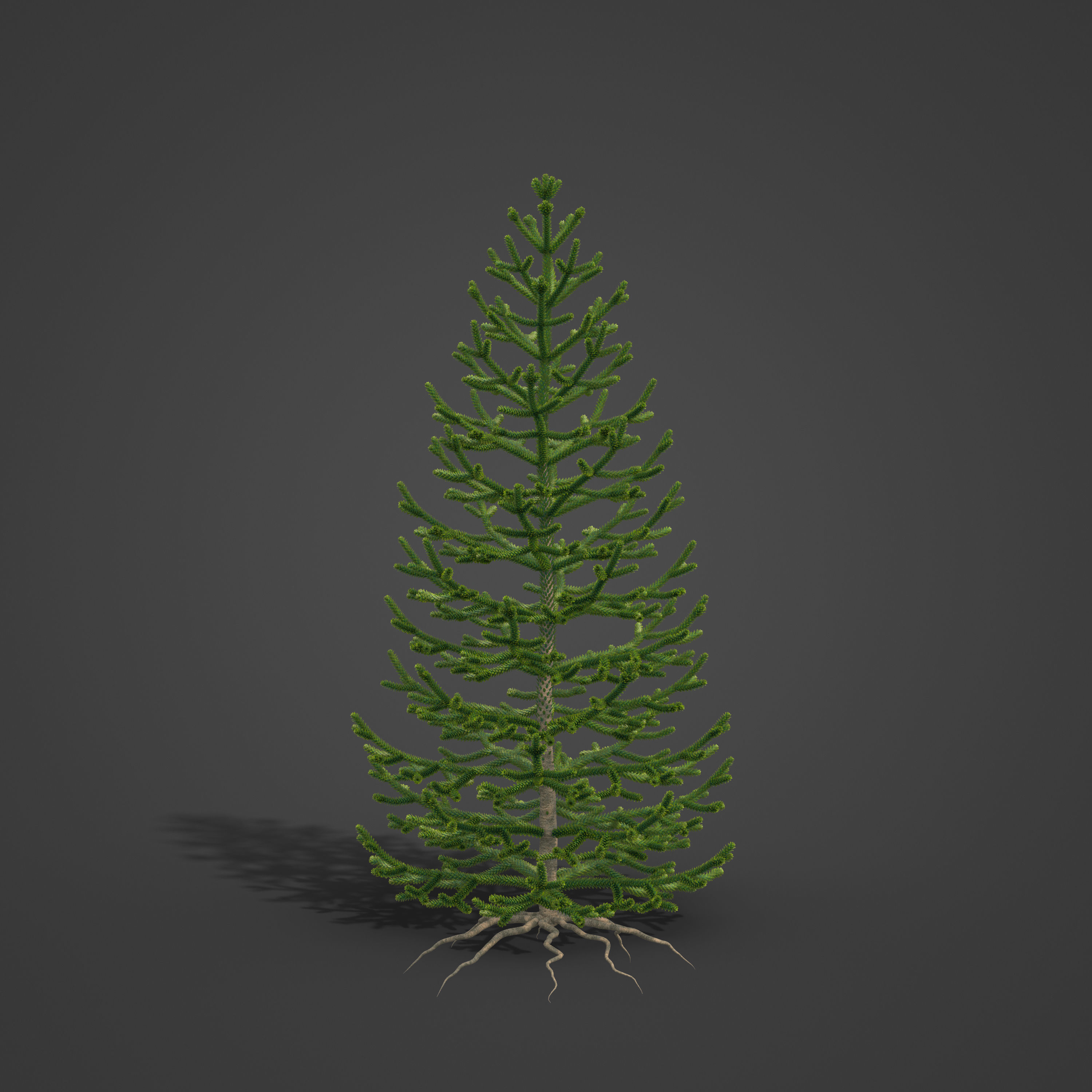 2021 PBR Araucaria Collection - Araucaria Araucara 3D model_8