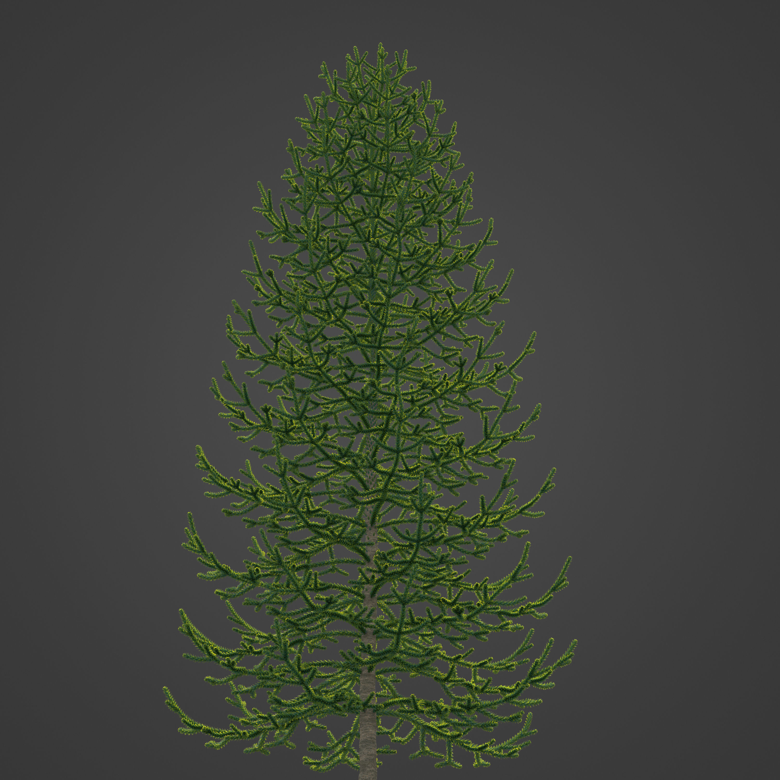 2021 PBR Araucaria Collection - Araucaria Araucara 3D model_10