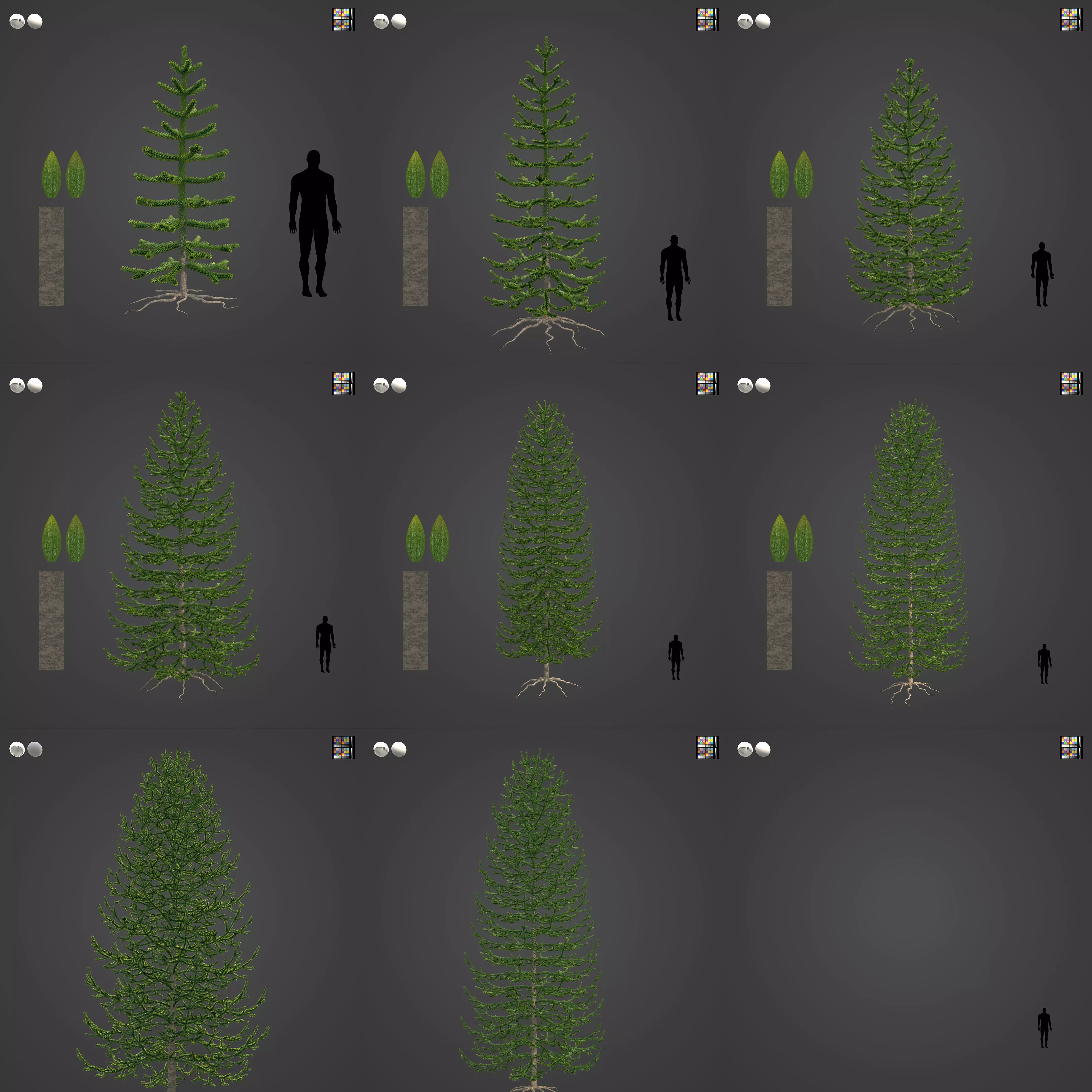 2021 PBR Araucaria Collection - Araucaria Araucara 3D model_0