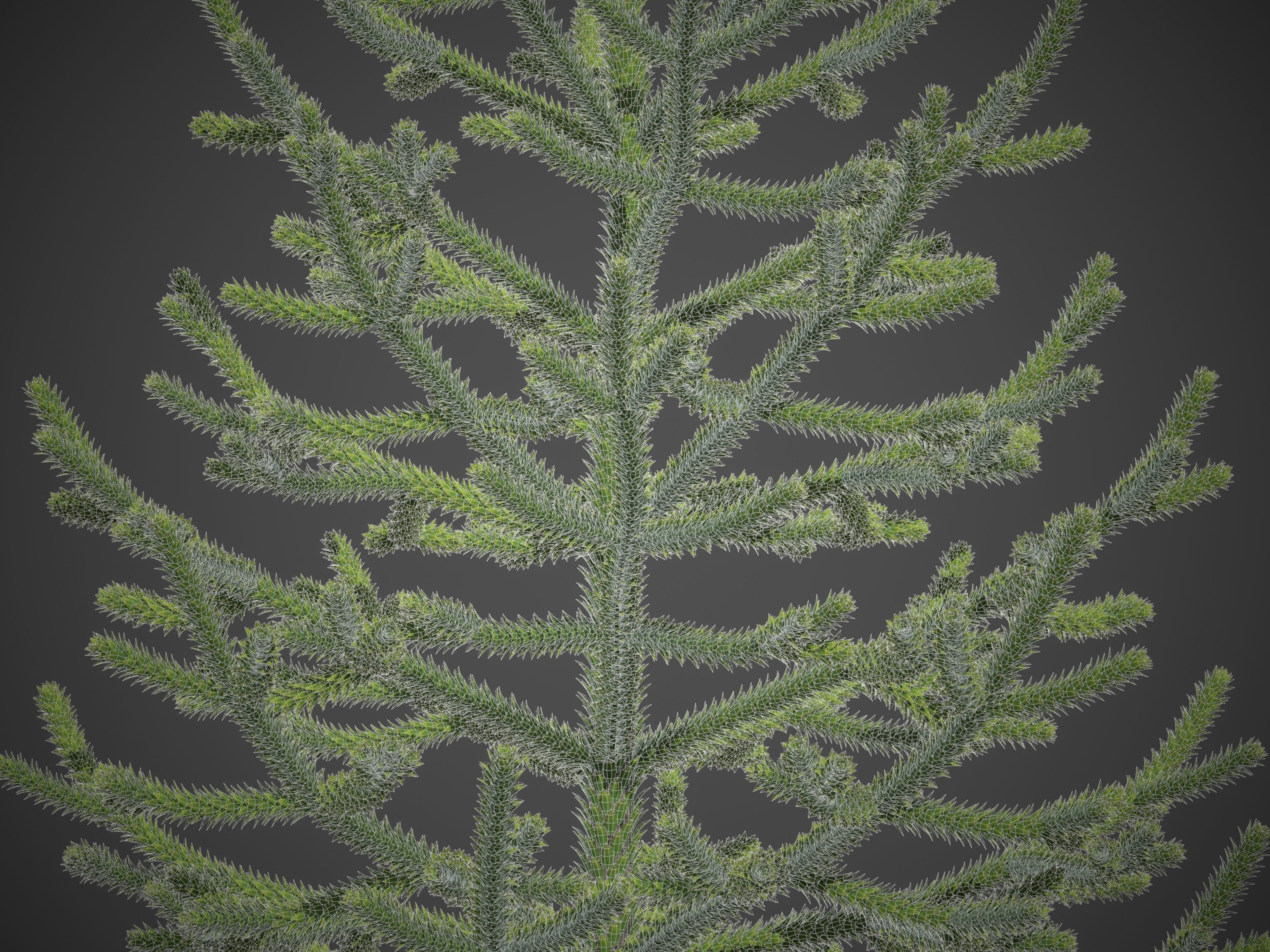 2021 PBR Araucaria Collection - Araucaria Araucara 3D model_3