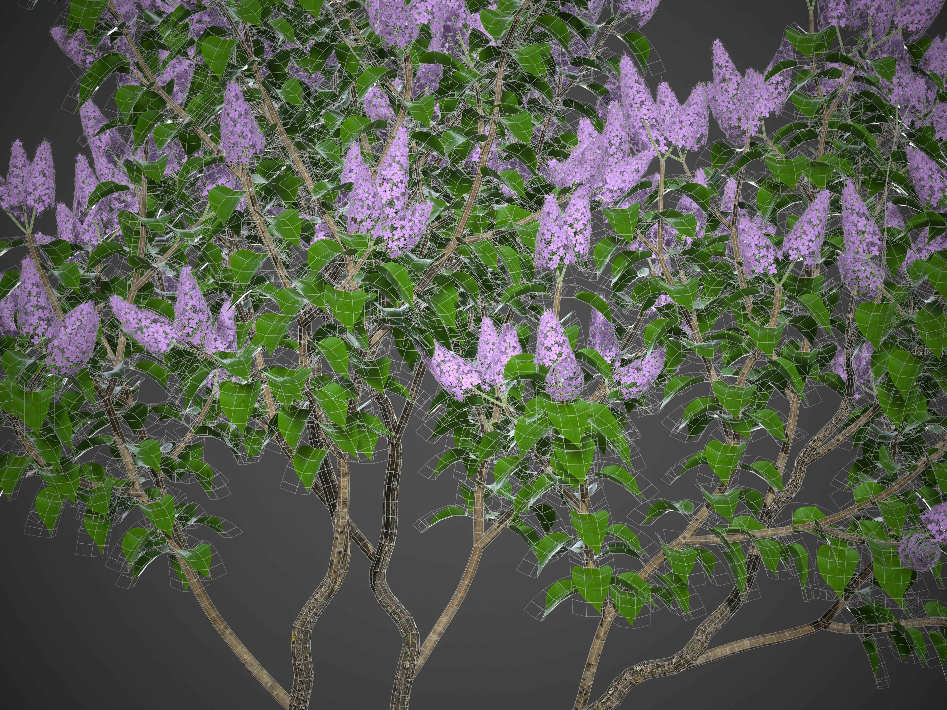 2021 PBR Common Lilac Collection - Syringa Vulgaris 3D model_10