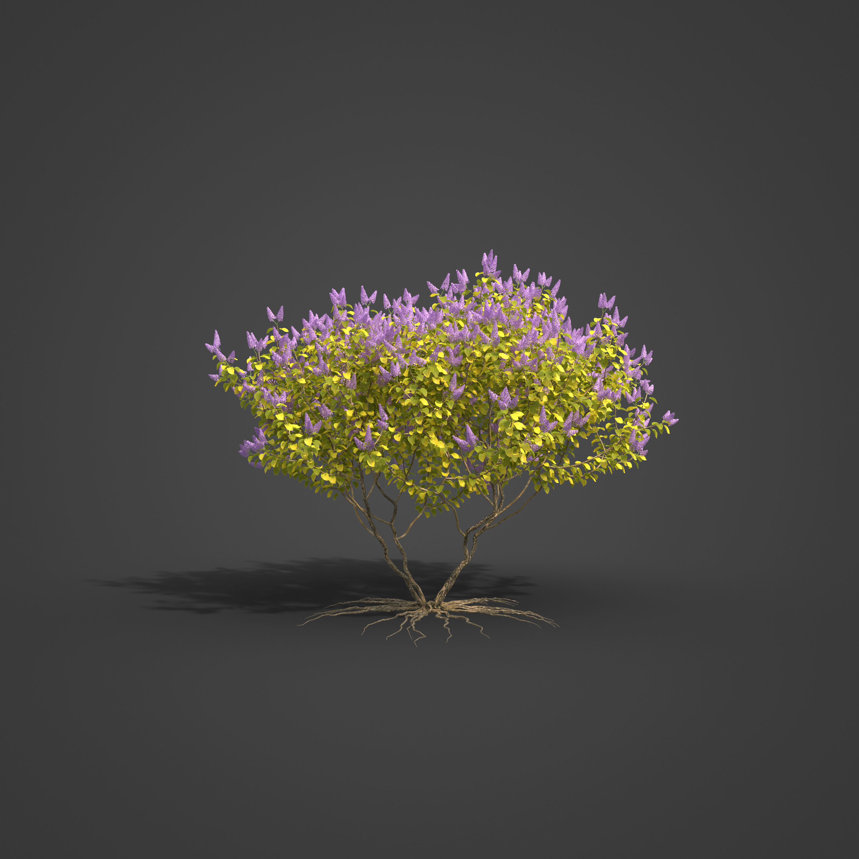2021 PBR Common Lilac Collection - Syringa Vulgaris 3D model_8
