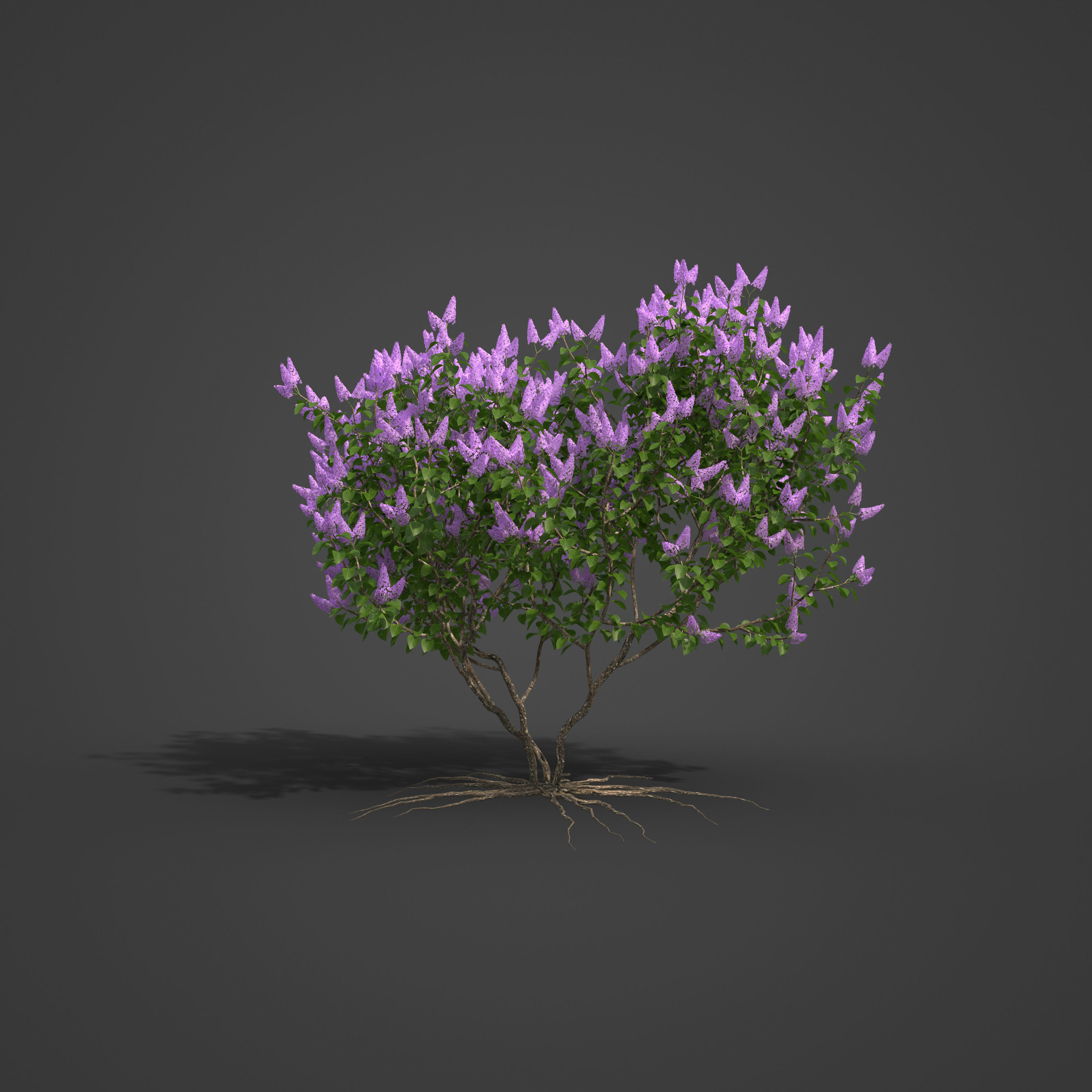 2021 PBR Common Lilac Collection - Syringa Vulgaris 3D model_6