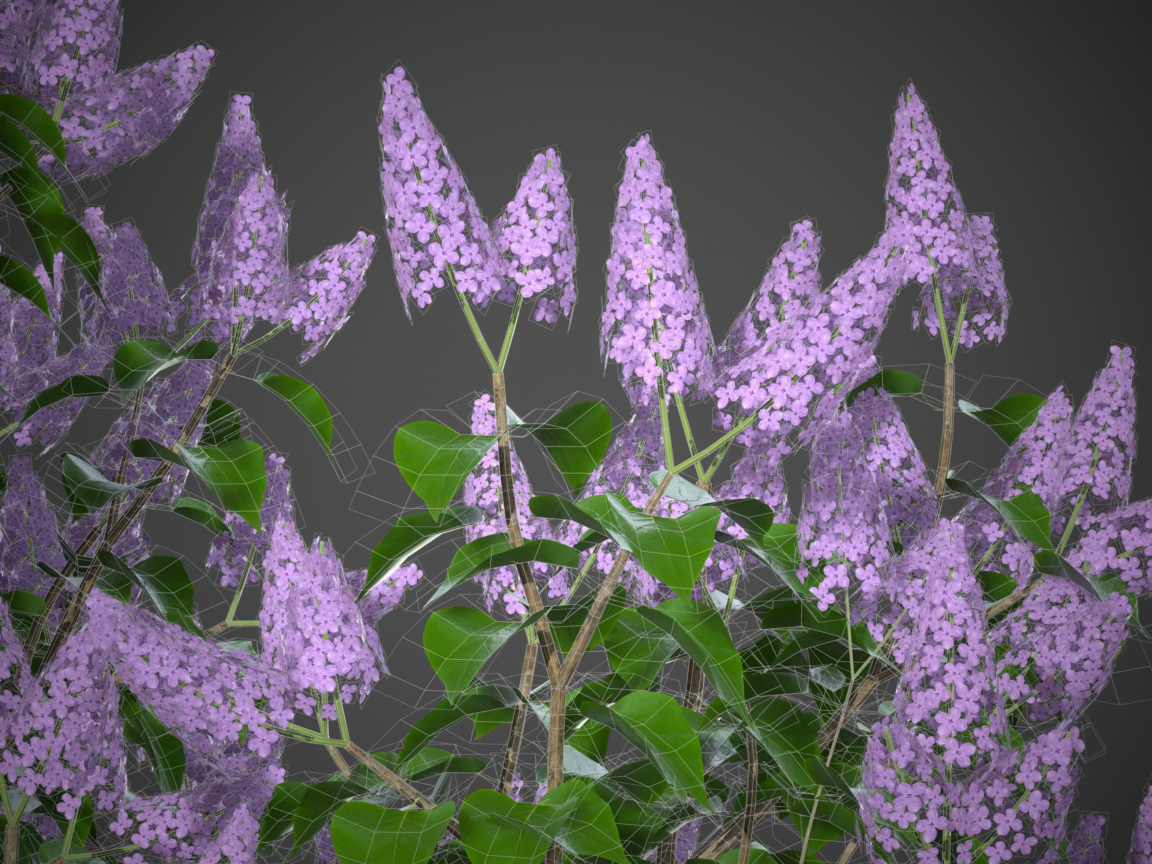 2021 PBR Common Lilac Collection - Syringa Vulgaris 3D model_11