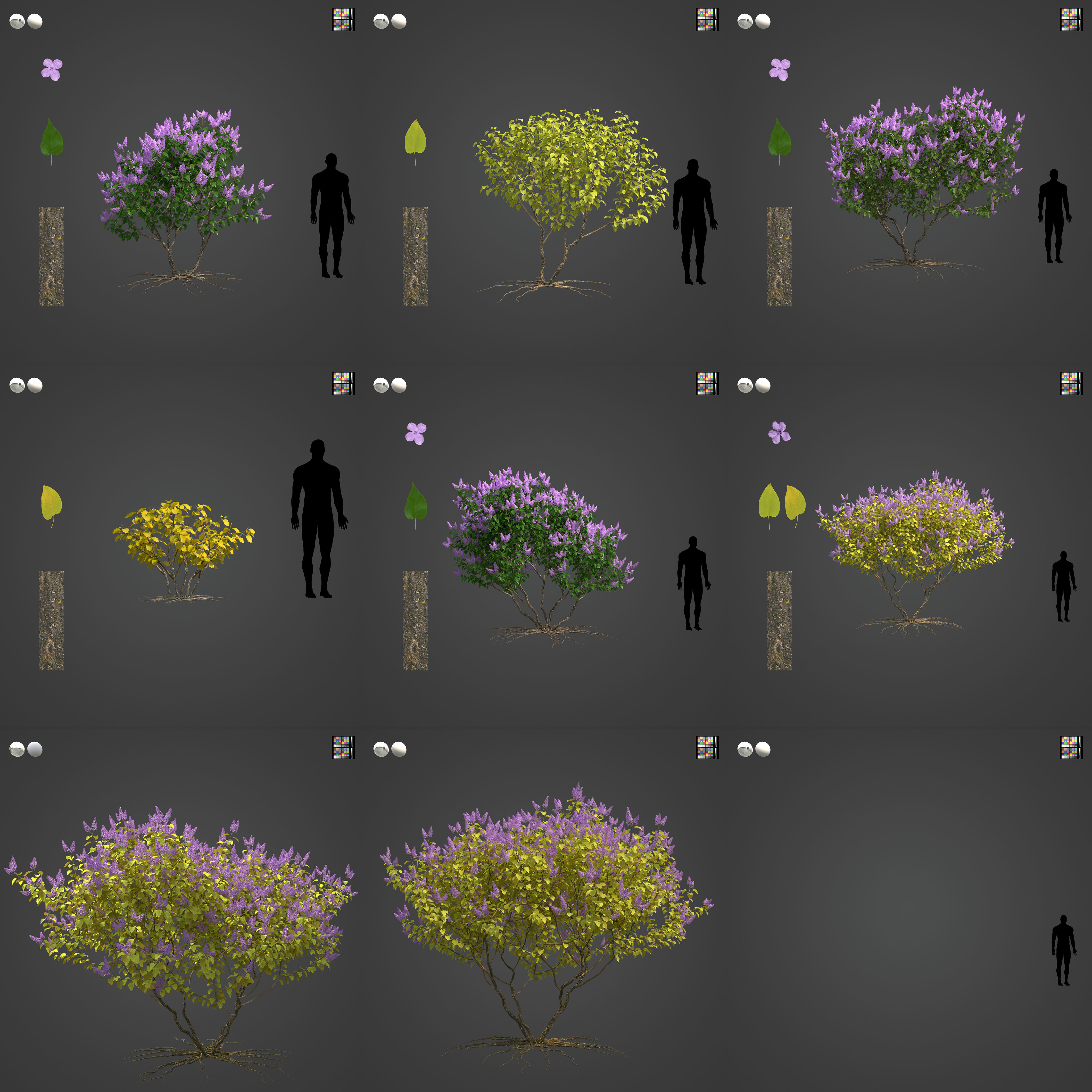 2021 PBR Common Lilac Collection - Syringa Vulgaris 3D model_3
