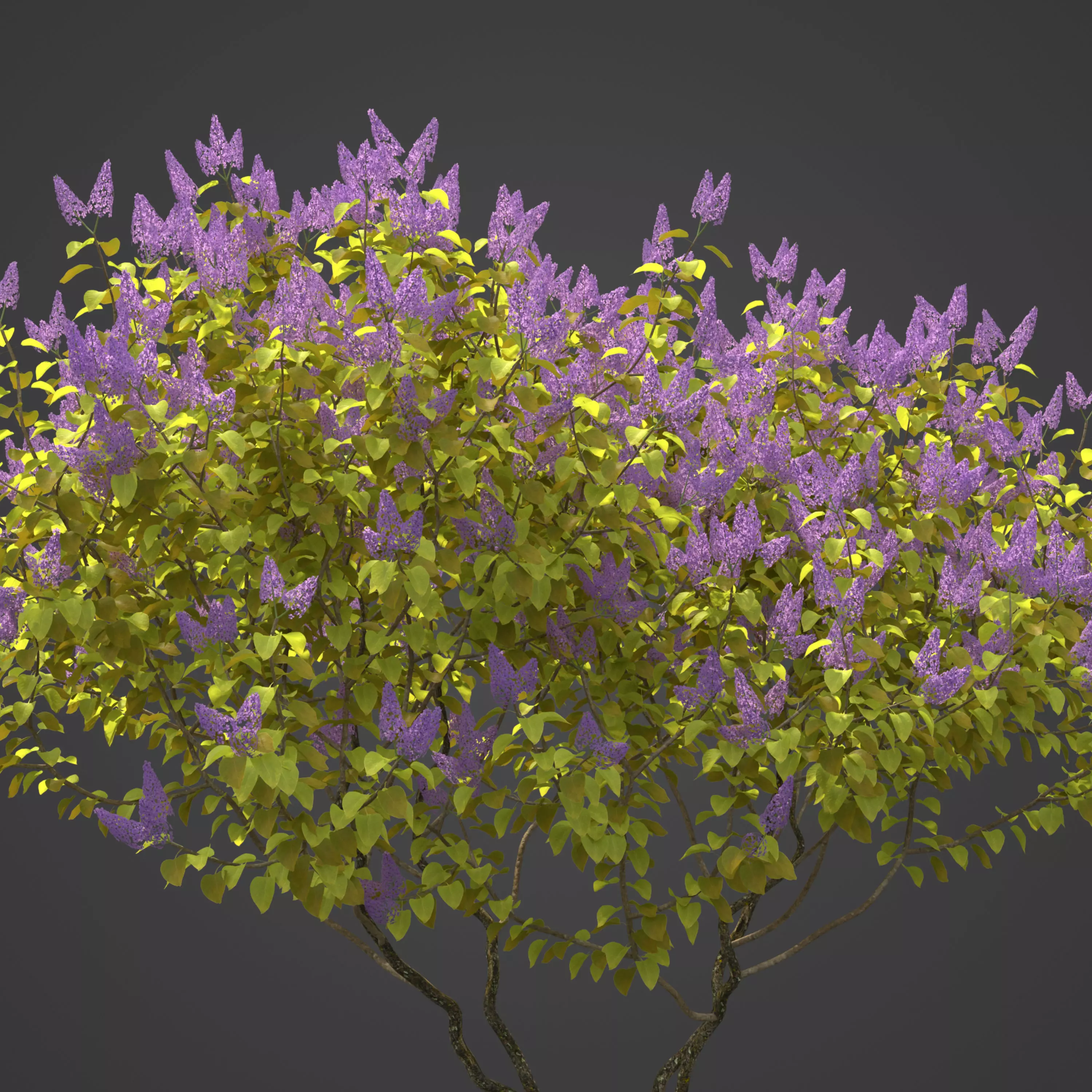 2021 PBR Common Lilac Collection - Syringa Vulgaris 3D model_0