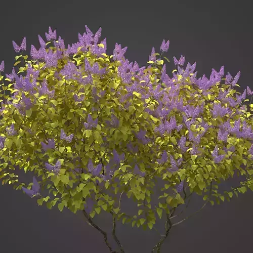 2021 PBR Common Lilac Collection - Syringa Vulgaris 3D model