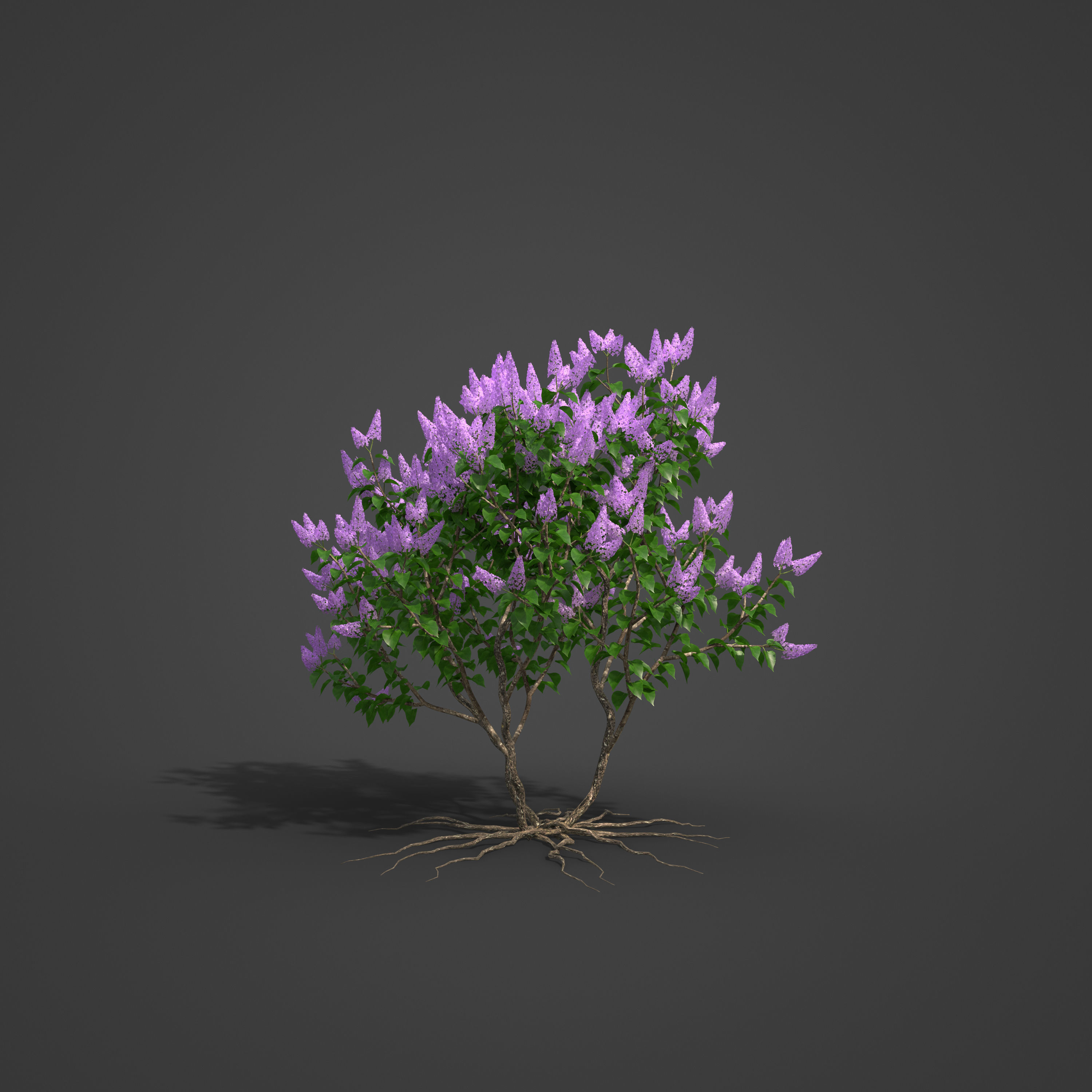 2021 PBR Common Lilac Collection - Syringa Vulgaris 3D model_4