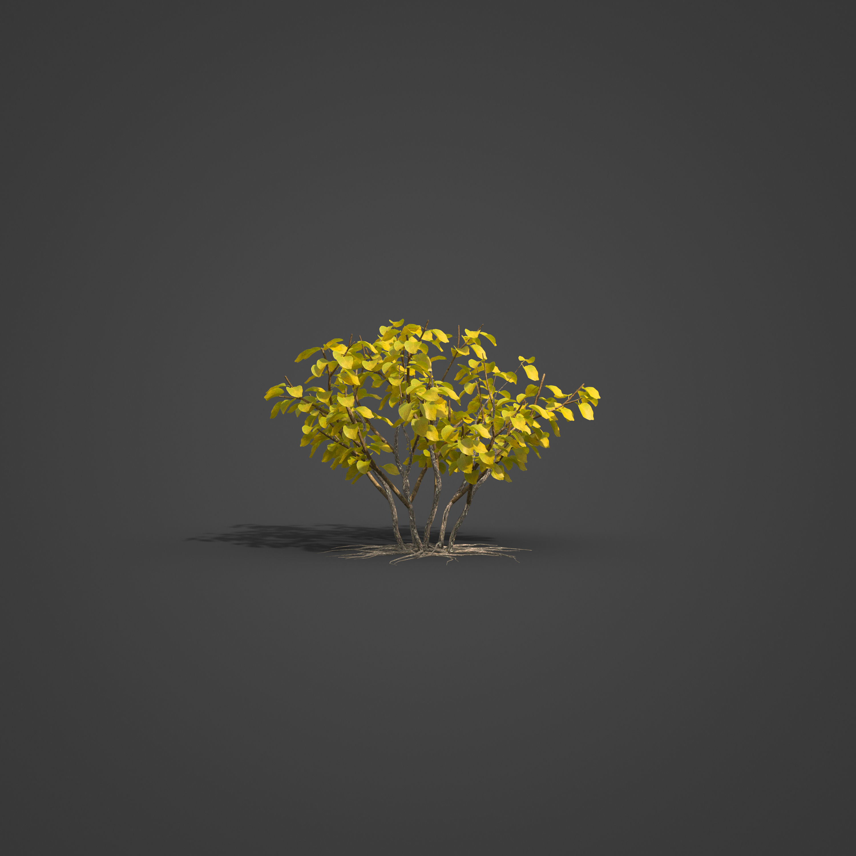 2021 PBR Common Lilac Collection - Syringa Vulgaris 3D model_7