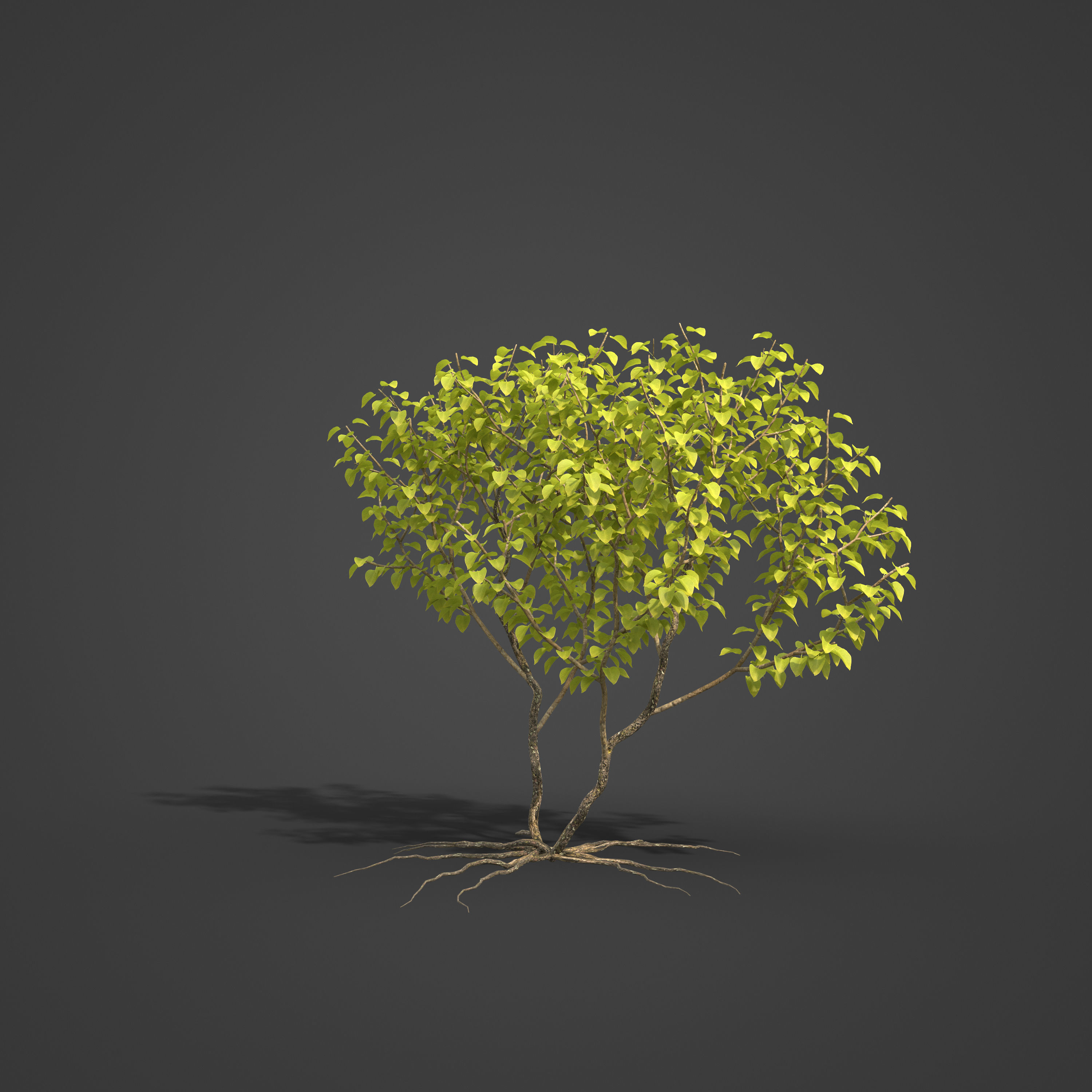 2021 PBR Common Lilac Collection - Syringa Vulgaris 3D model_5