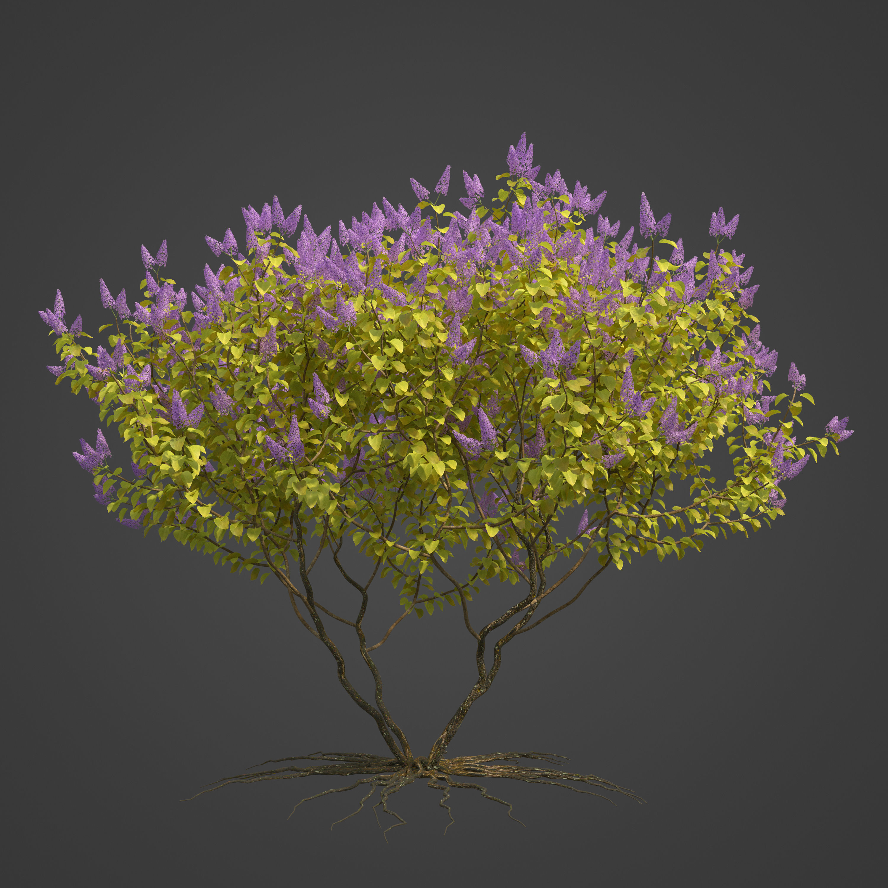 2021 PBR Common Lilac Collection - Syringa Vulgaris 3D model_9
