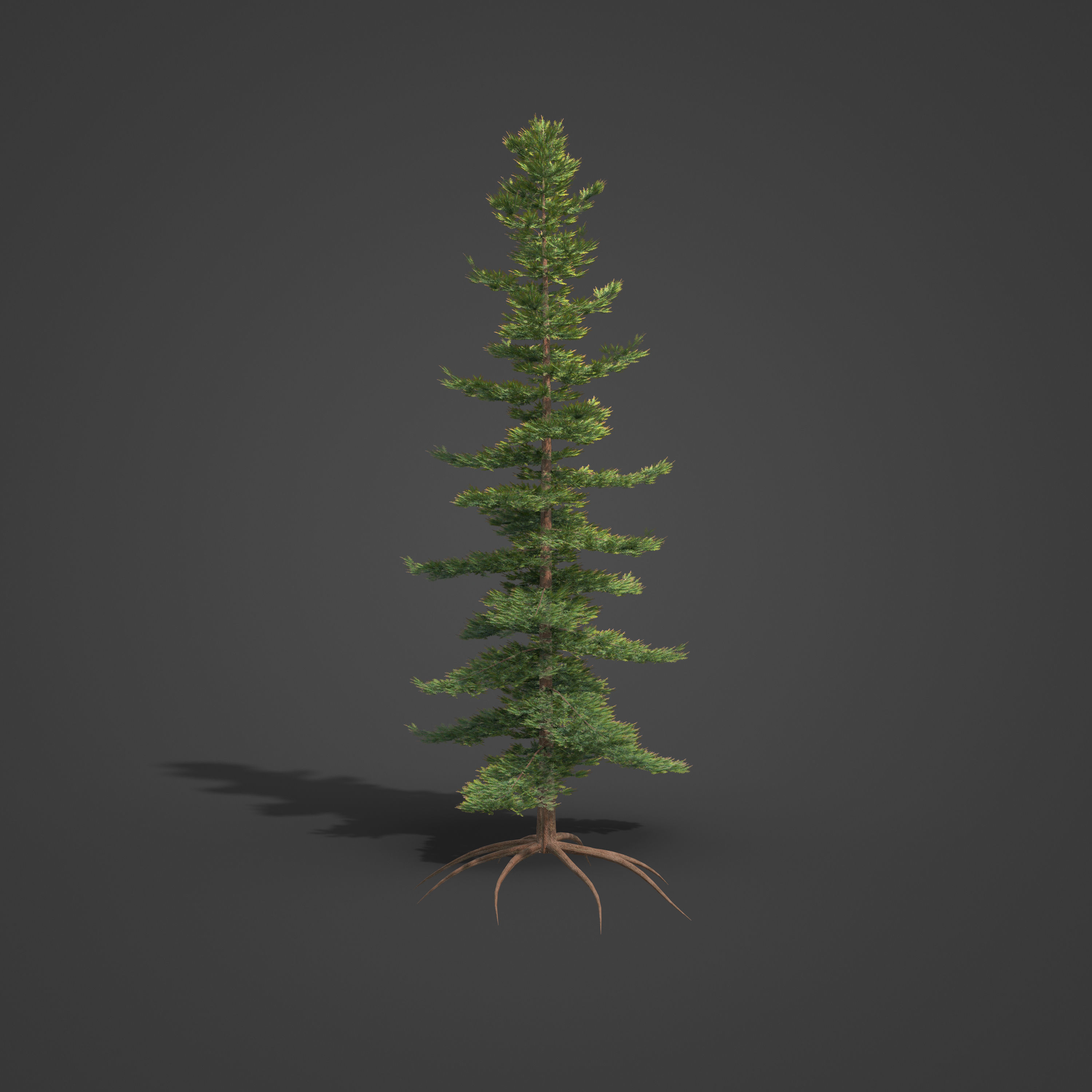 2021 PBR Douglas Fir Collection - Pseudotsuga Menziesii 3D model_4