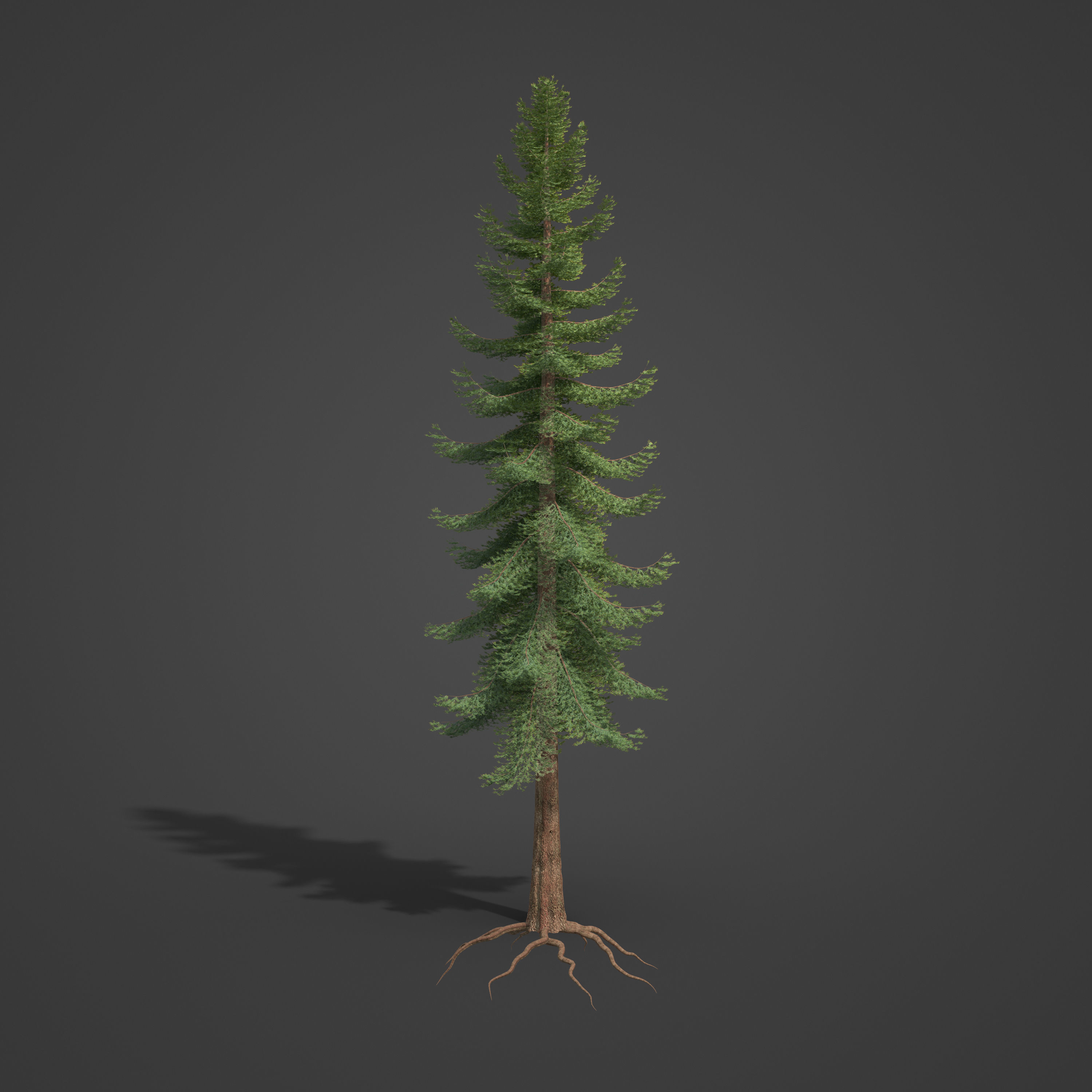 2021 PBR Douglas Fir Collection - Pseudotsuga Menziesii 3D model_6