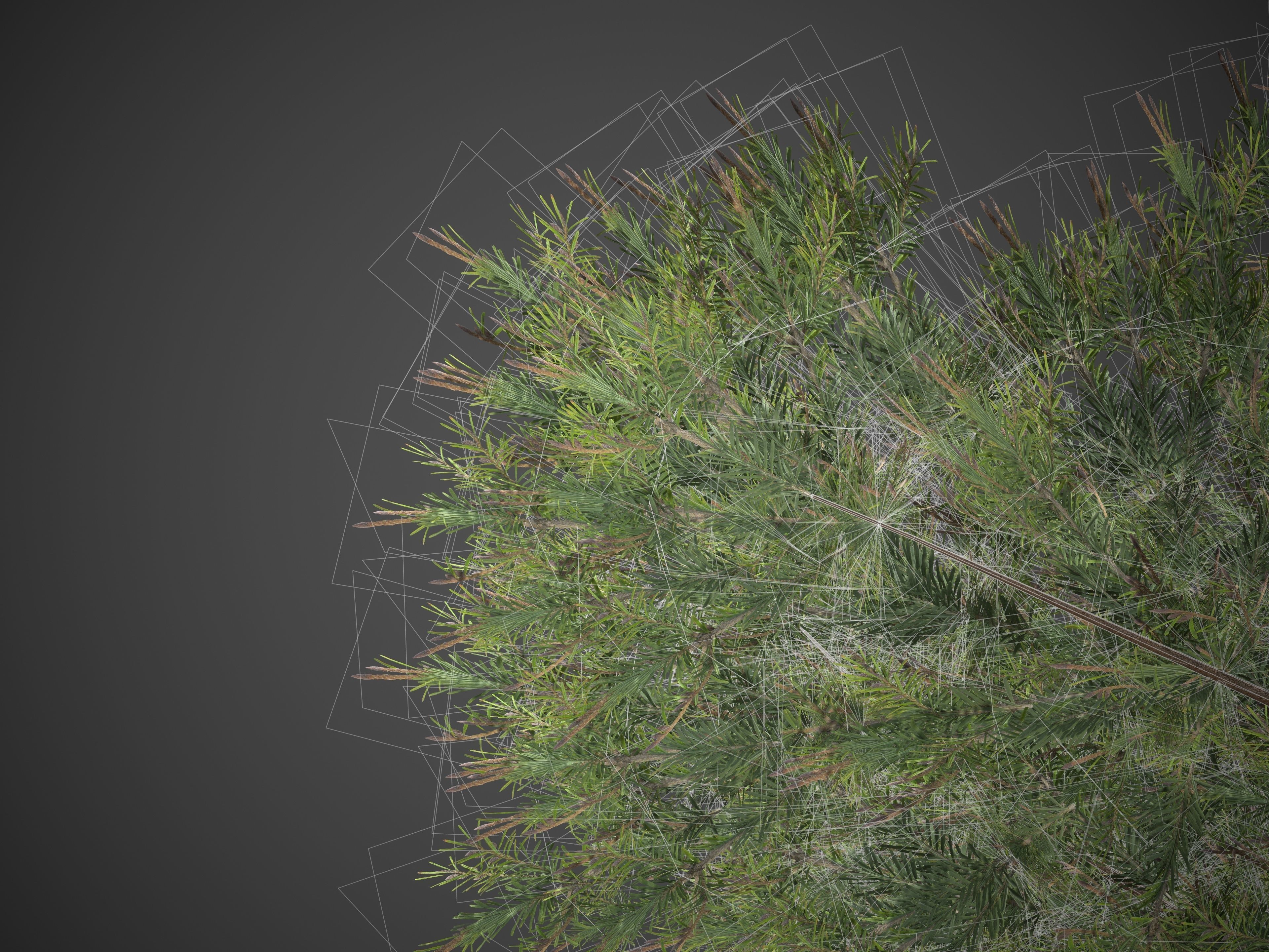 2021 PBR Douglas Fir Collection - Pseudotsuga Menziesii 3D model_10
