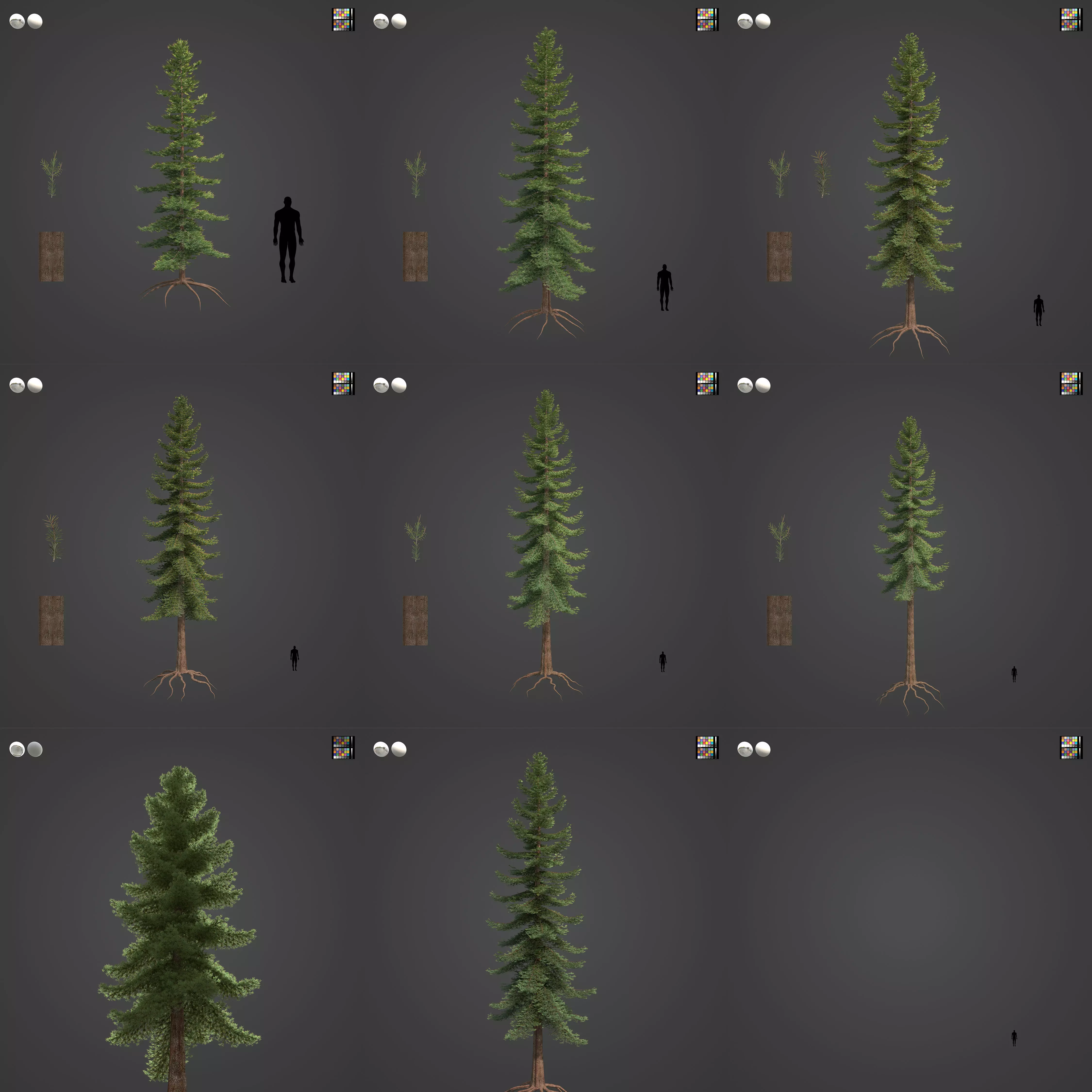 2021 PBR Douglas Fir Collection - Pseudotsuga Menziesii 3D model_0