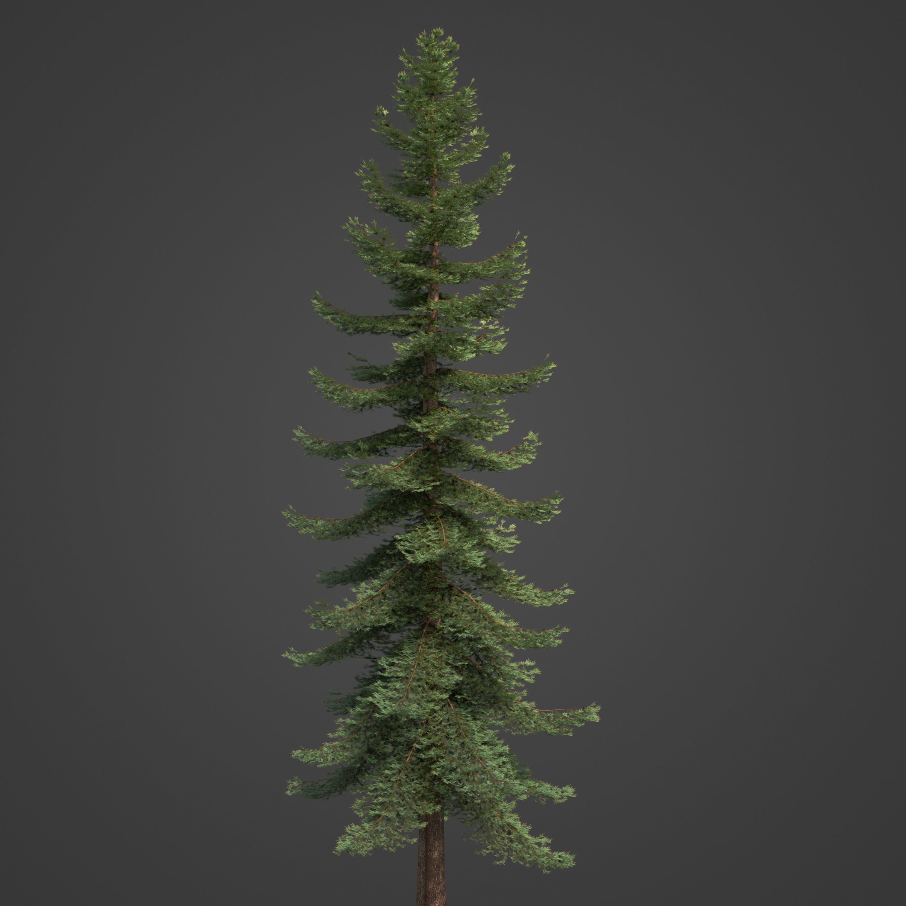 2021 PBR Douglas Fir Collection - Pseudotsuga Menziesii 3D model_3