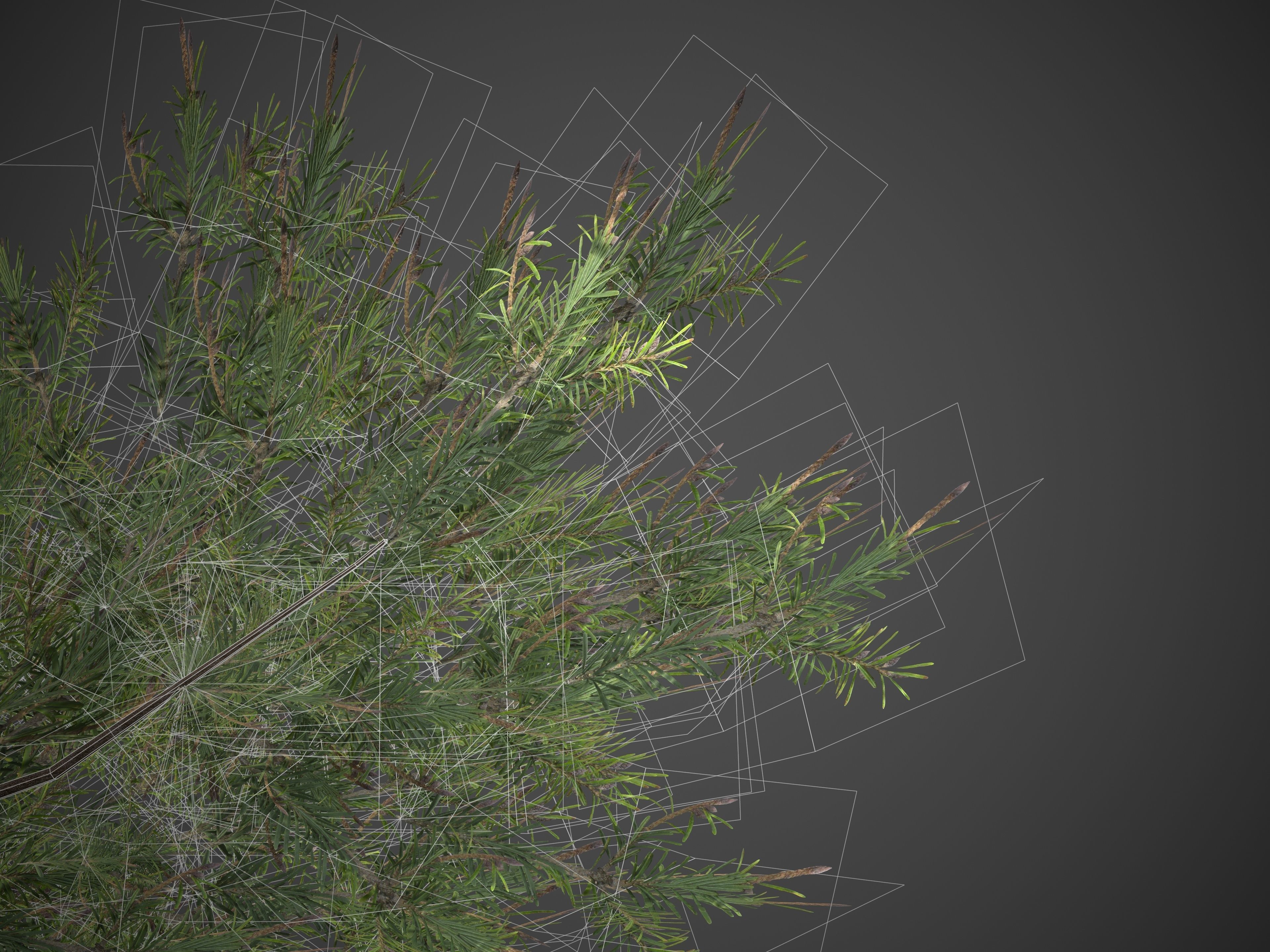 2021 PBR Douglas Fir Collection - Pseudotsuga Menziesii 3D model_9