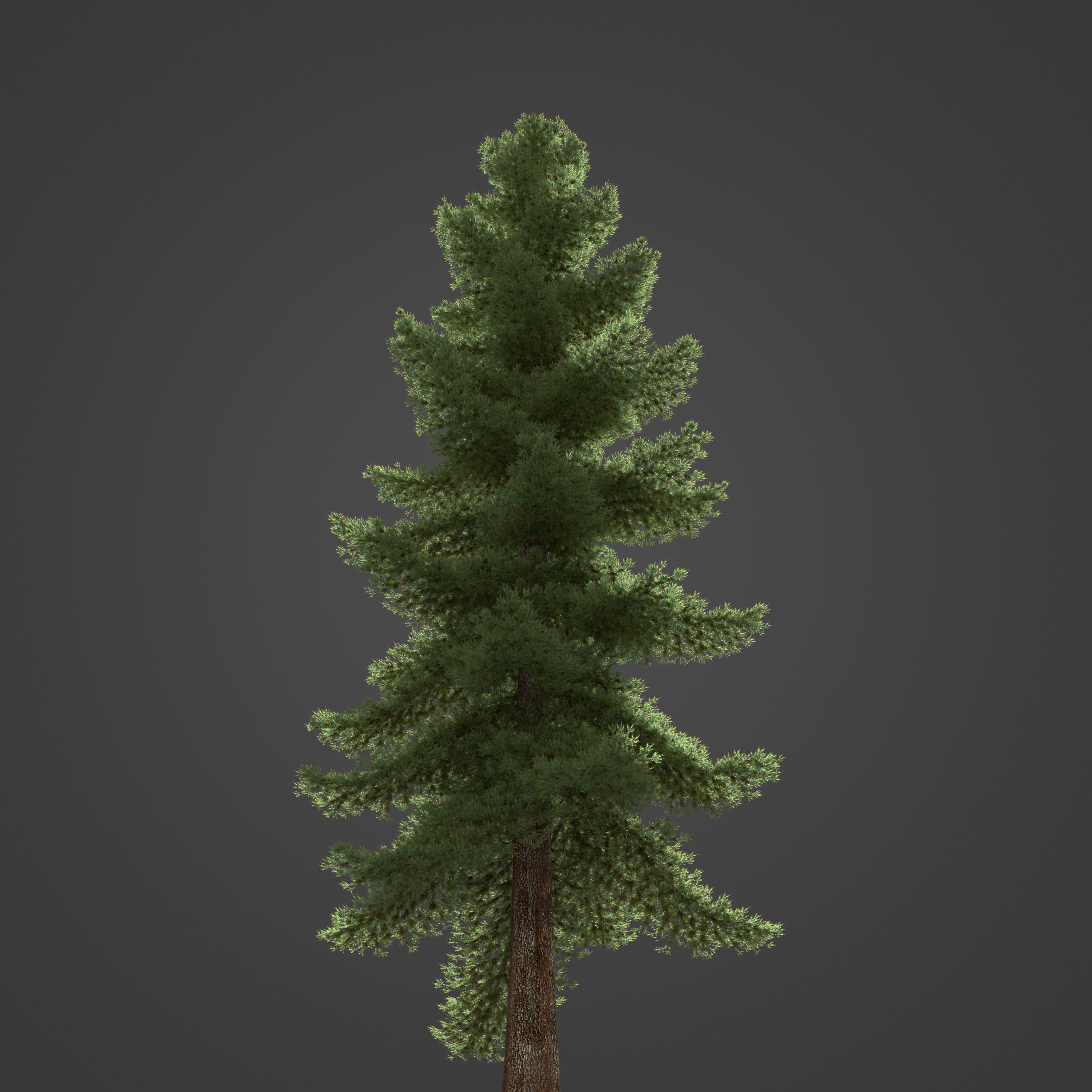 2021 PBR Douglas Fir Collection - Pseudotsuga Menziesii 3D model_8