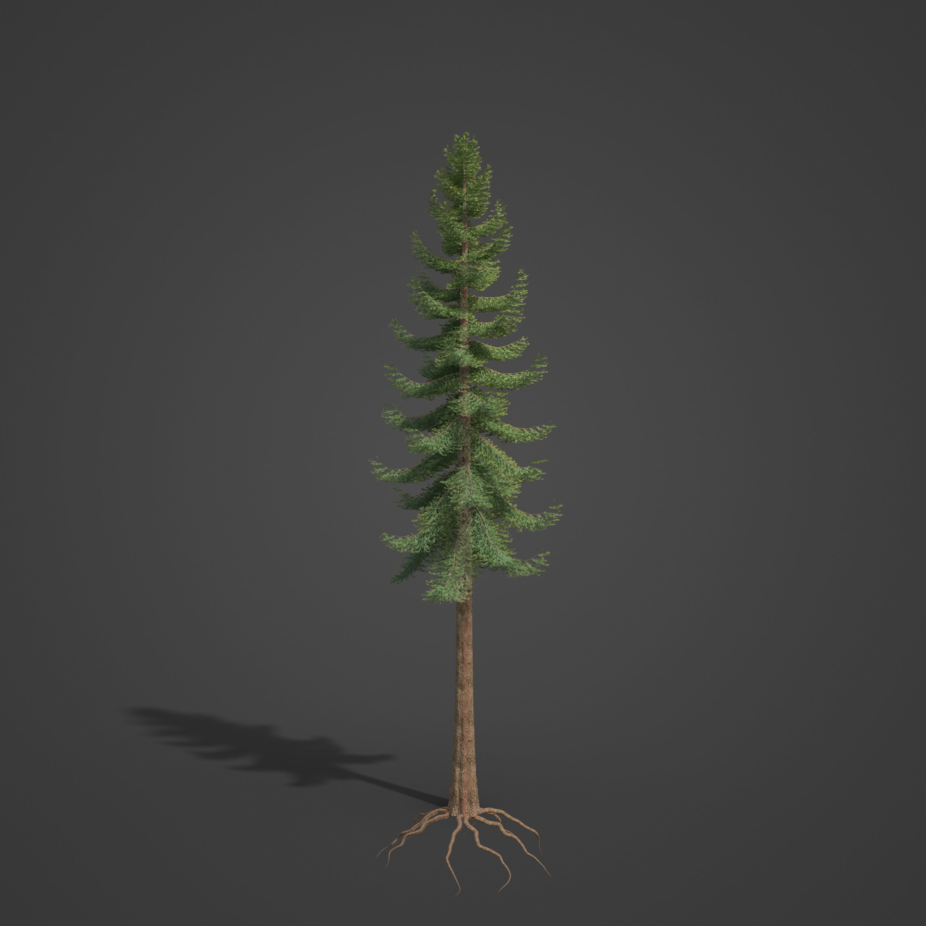 2021 PBR Douglas Fir Collection - Pseudotsuga Menziesii 3D model_7