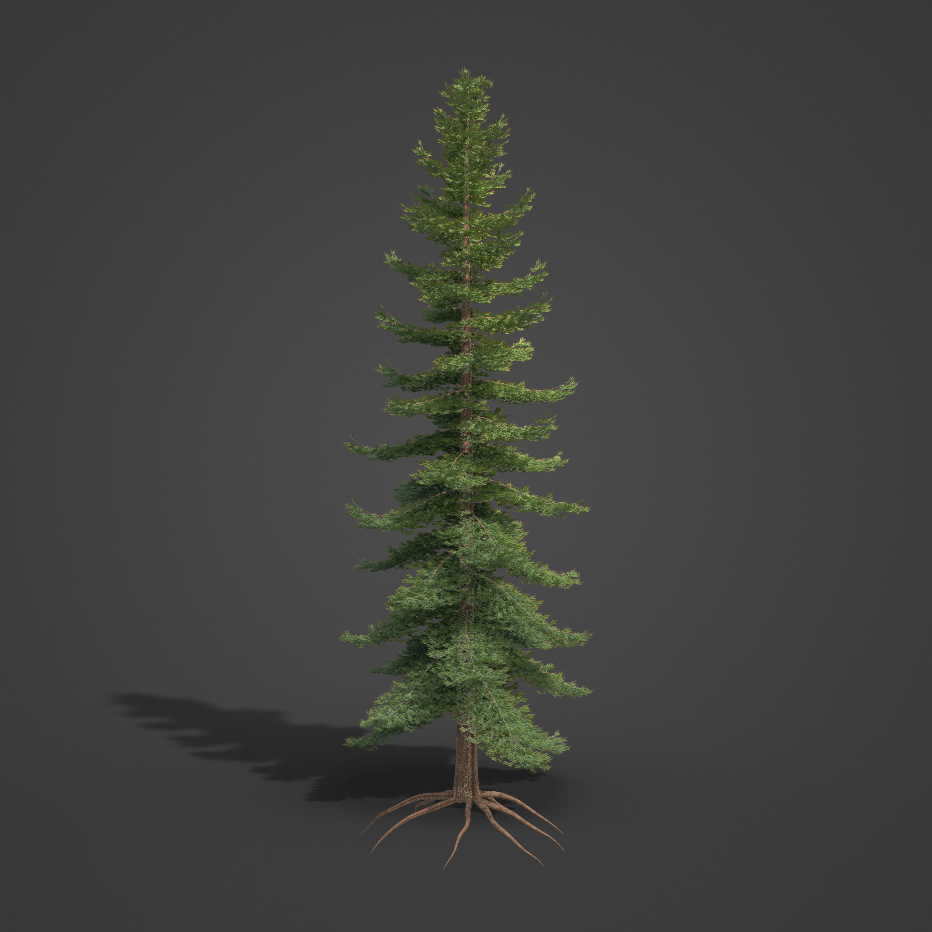 2021 PBR Douglas Fir Collection - Pseudotsuga Menziesii 3D model_5