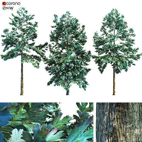 3 oak tree PBR 3D model