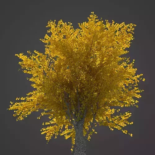 2021 PBR Katsura Tree Collection - Cercidiphyllum Japonicum