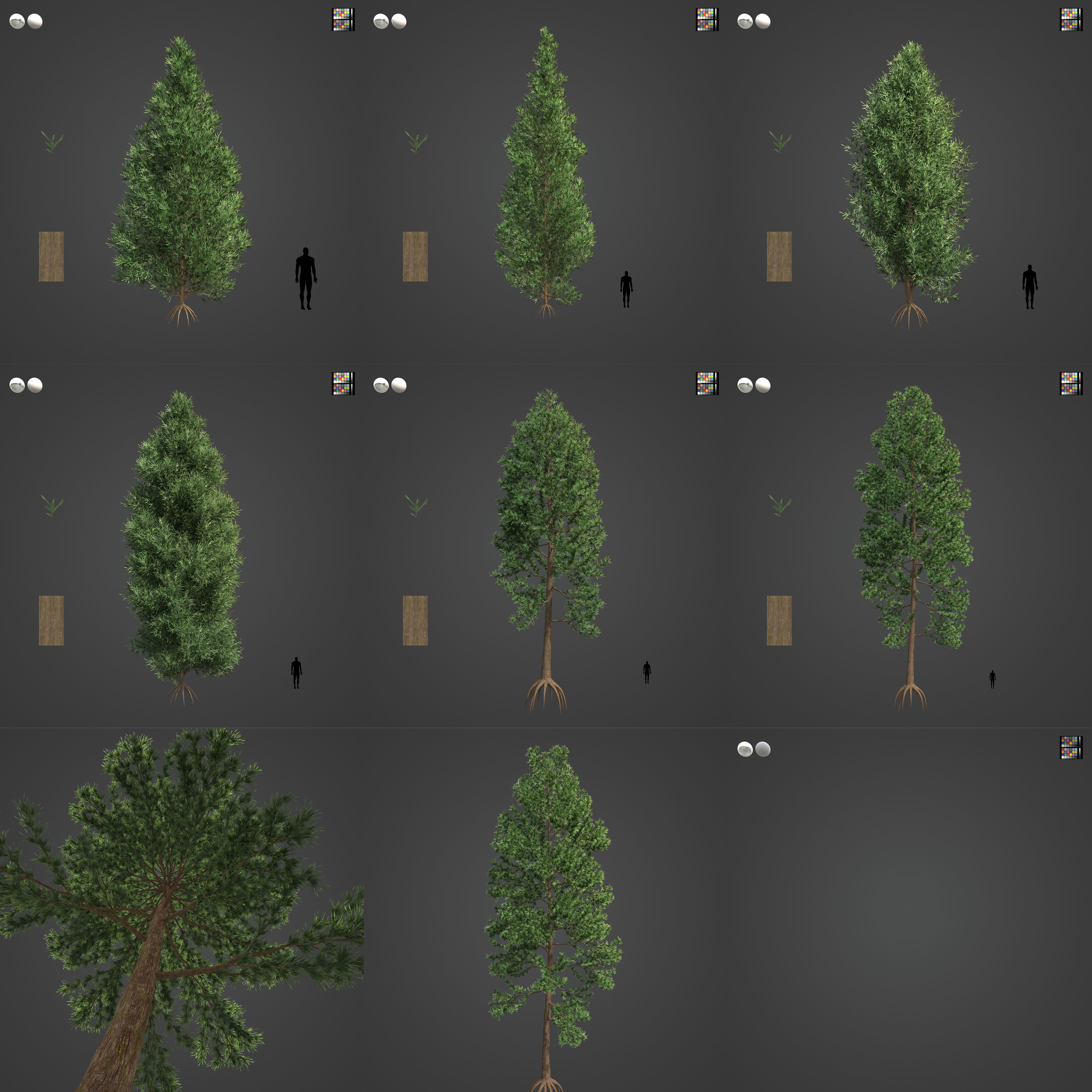 2021 PBR Japanese Cedar Collection - Cryptomeria Japonica 3D model_3