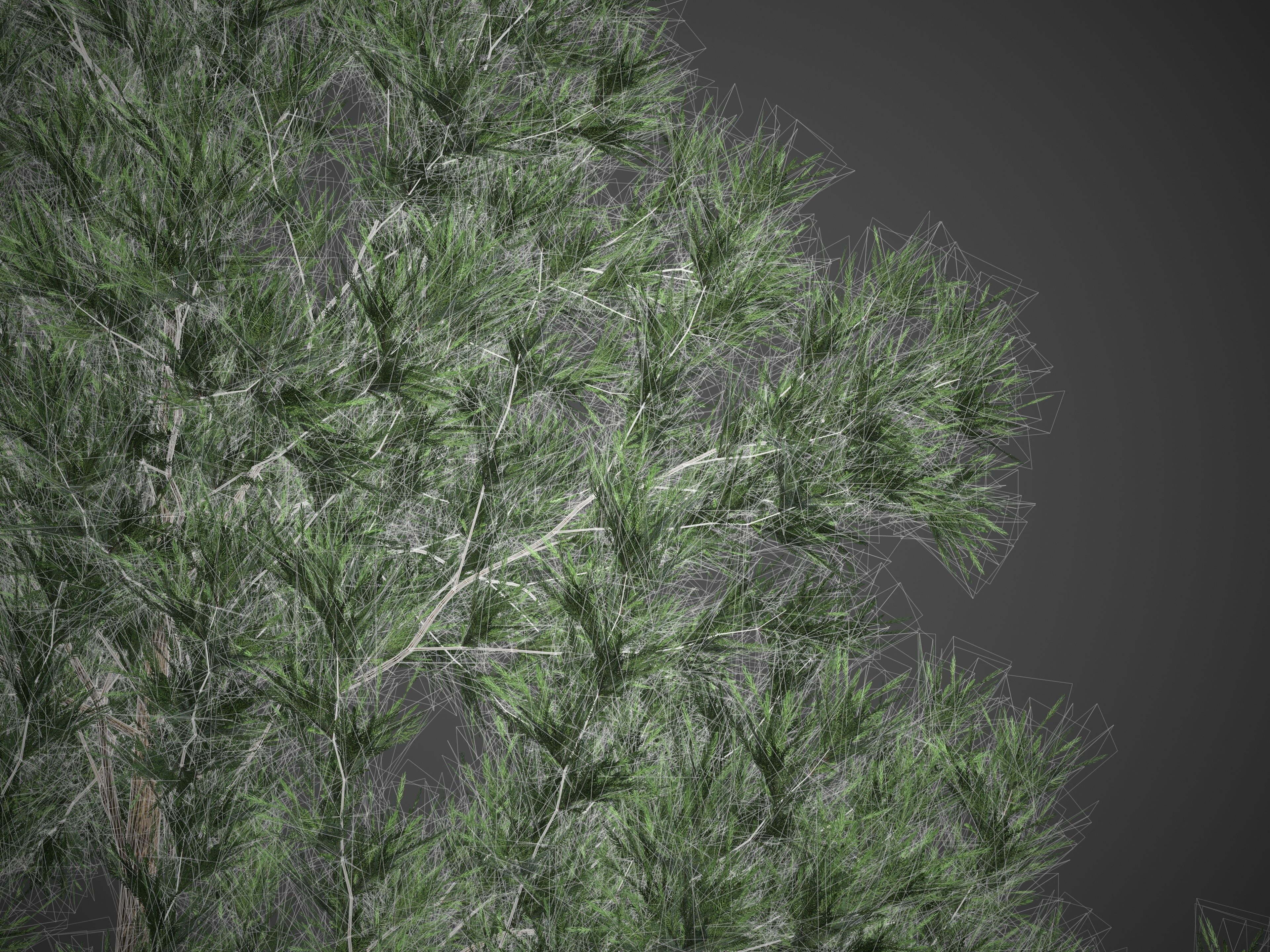 2021 PBR Japanese Cedar Collection - Cryptomeria Japonica 3D model_10