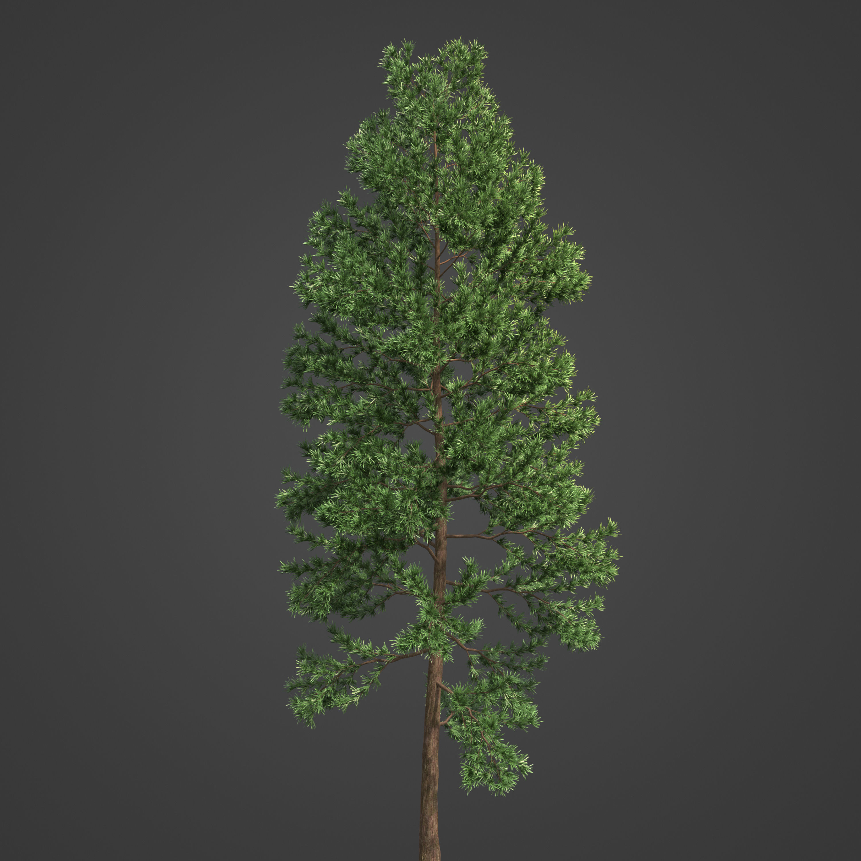 2021 PBR Japanese Cedar Collection - Cryptomeria Japonica 3D model_8