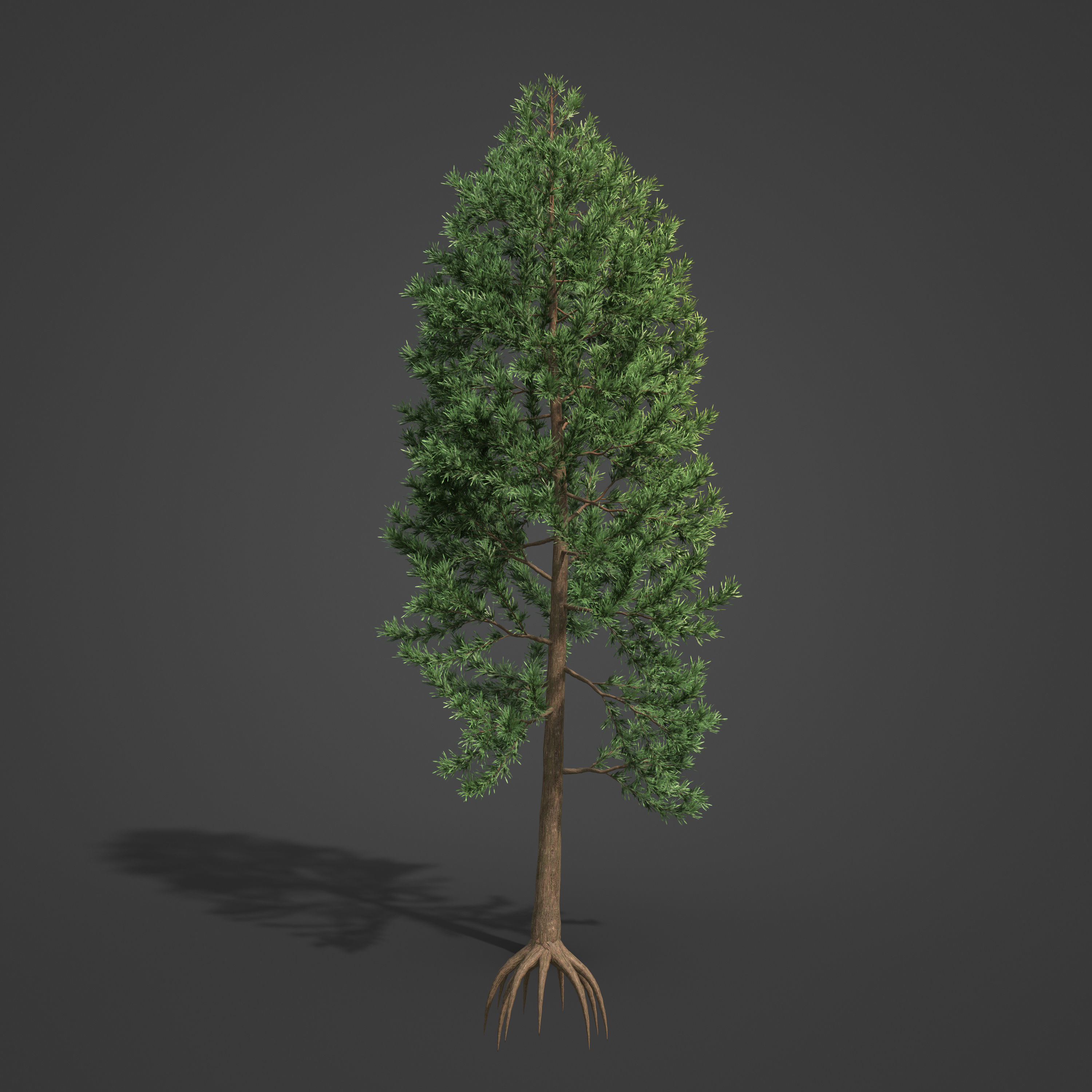 2021 PBR Japanese Cedar Collection - Cryptomeria Japonica 3D model_6