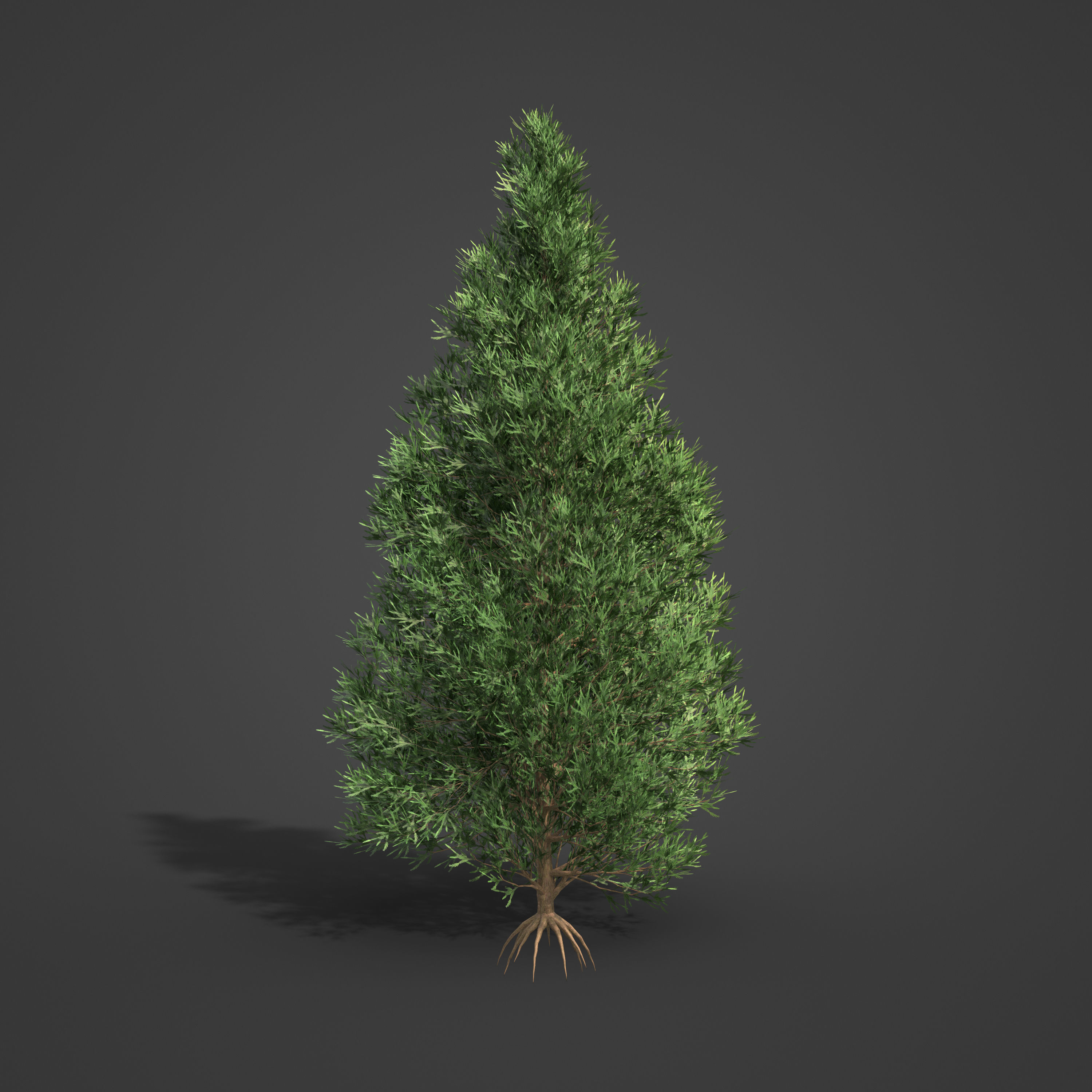2021 PBR Japanese Cedar Collection - Cryptomeria Japonica 3D model_4