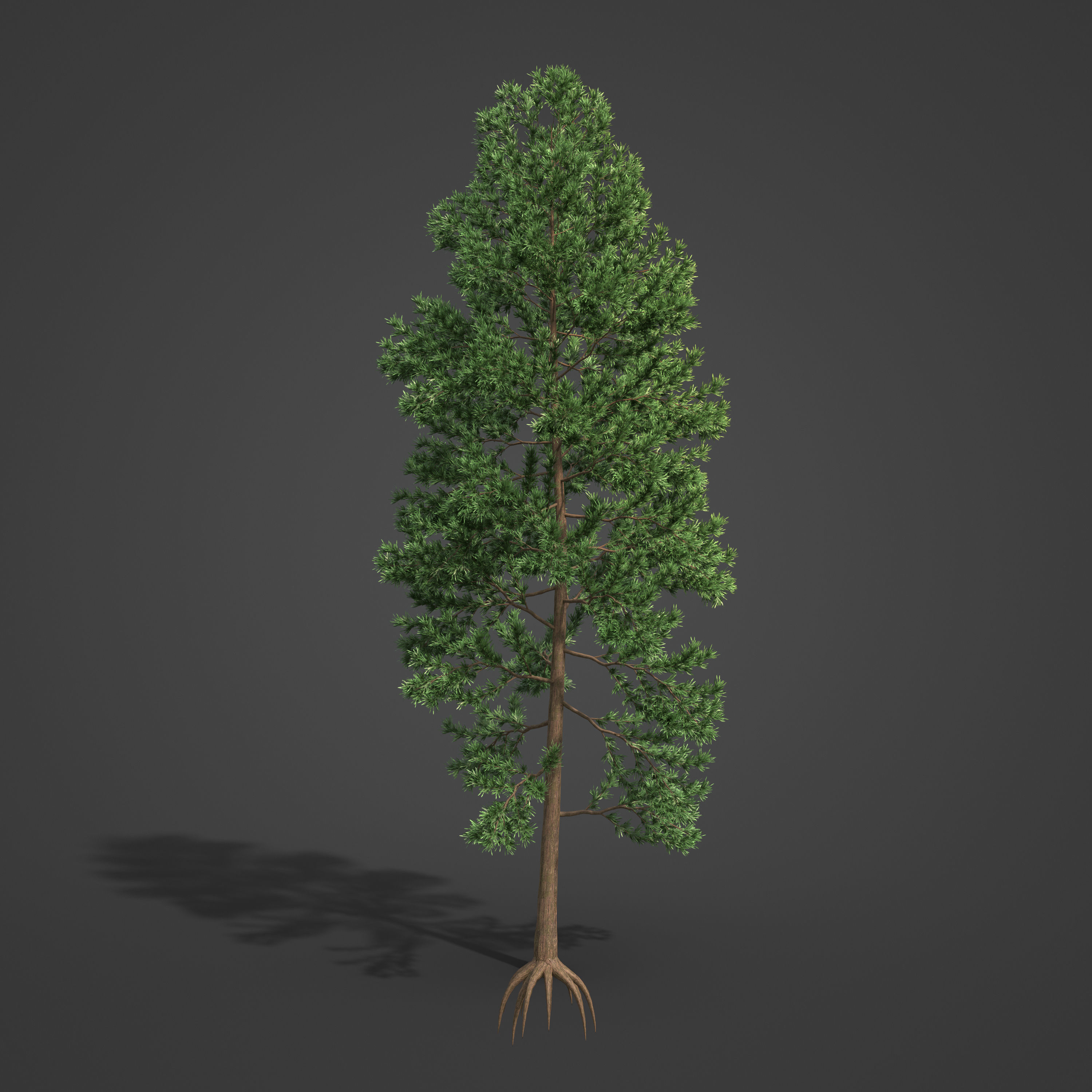 2021 PBR Japanese Cedar Collection - Cryptomeria Japonica 3D model_7