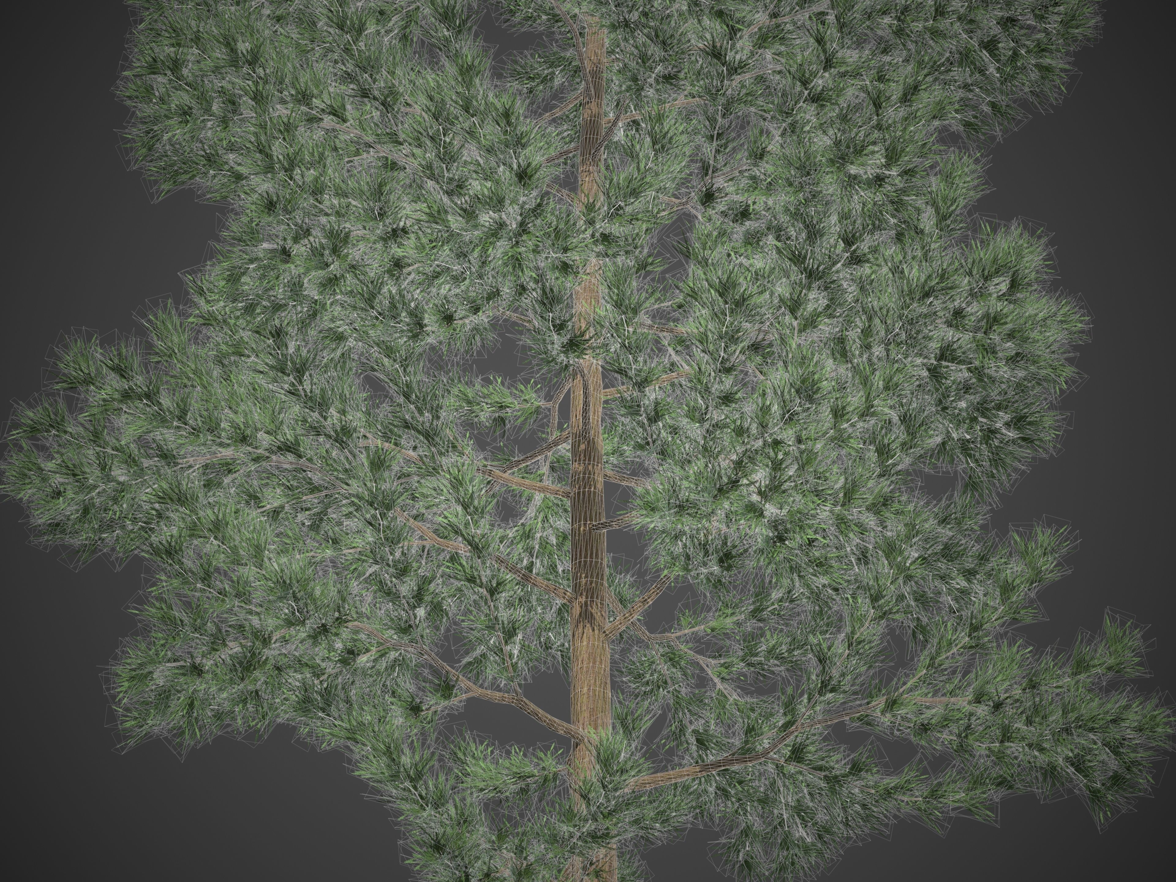 2021 PBR Japanese Cedar Collection - Cryptomeria Japonica 3D model_9