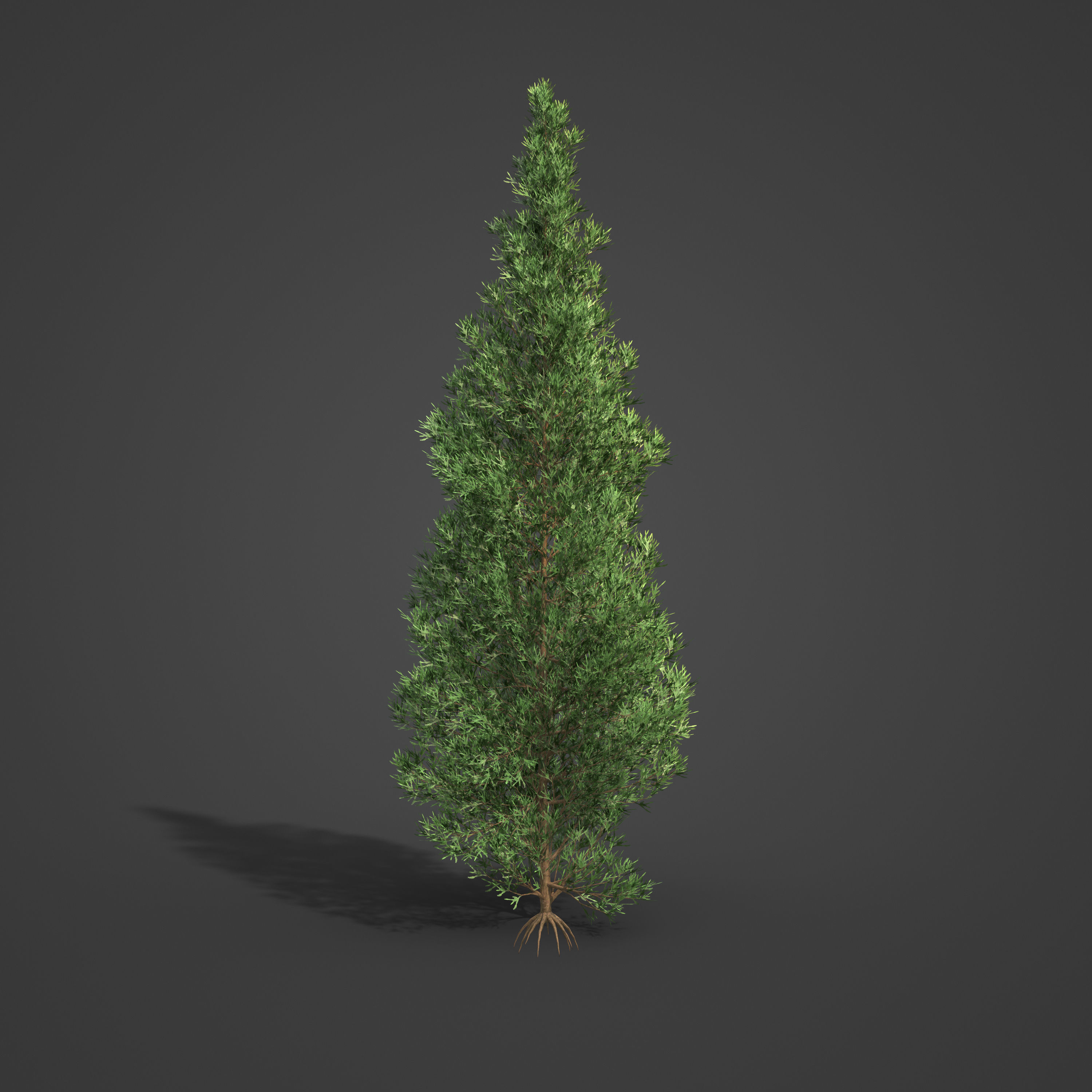 2021 PBR Japanese Cedar Collection - Cryptomeria Japonica 3D model_5