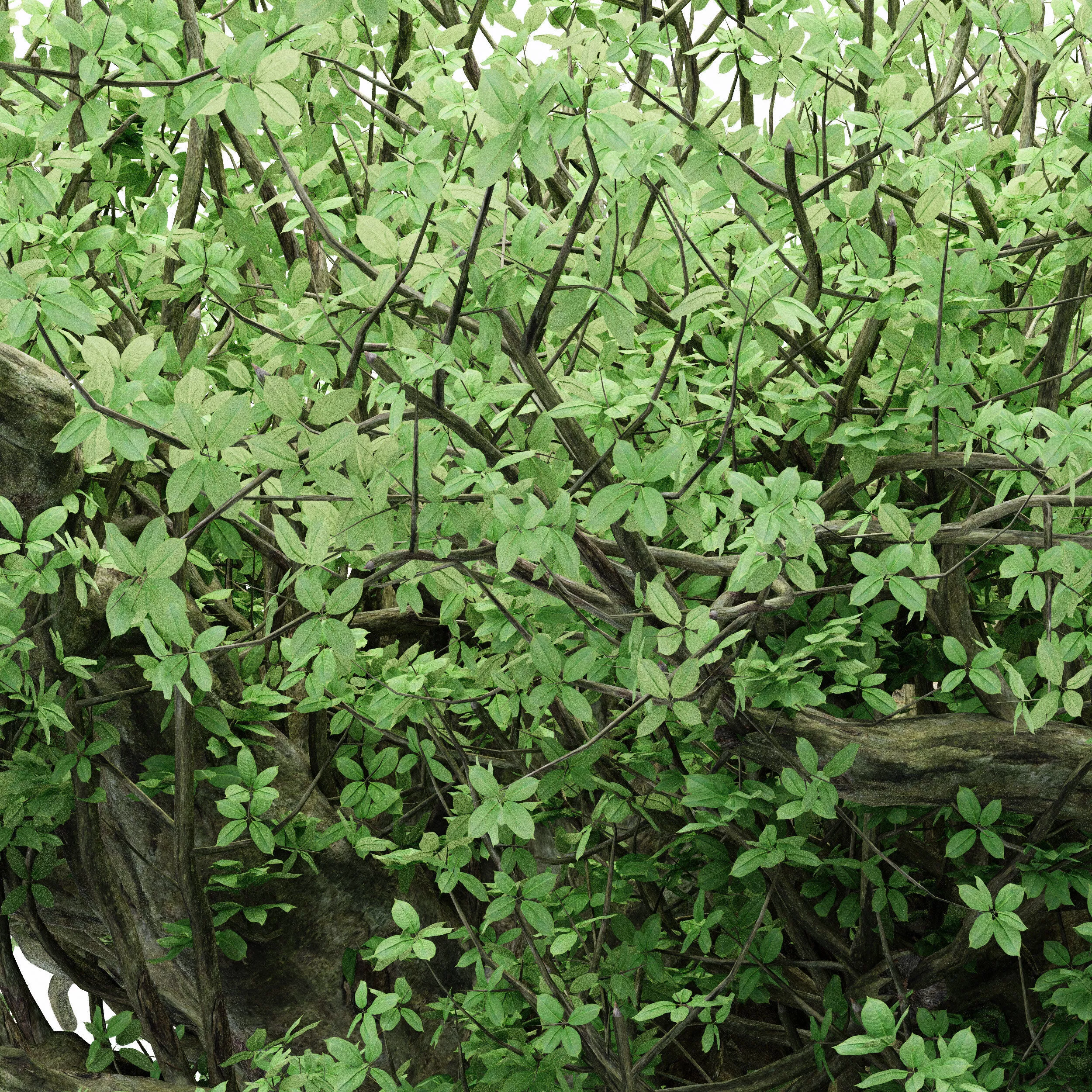 3diffrent tree Madagascan Baobab 3 trees Models in the scene 3D model