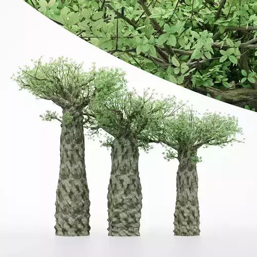 3diffrent tree Madagascan Baobab 3 trees Models in the scene