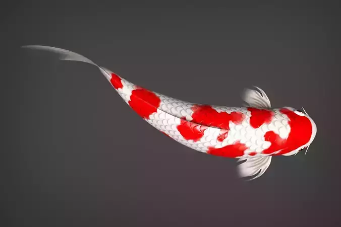 Kio fidh Low-poly 3D model