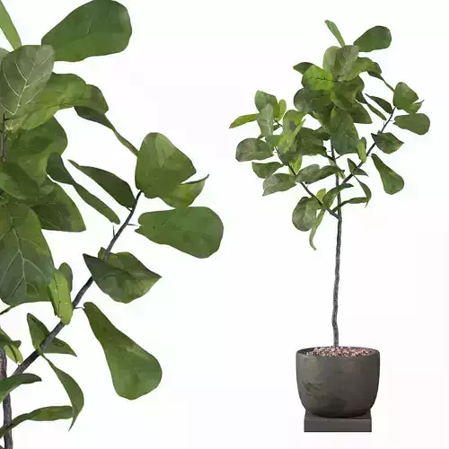 Ficus Lyrata in black pot 3D model