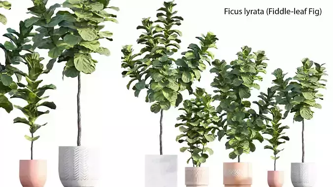 Ficus Lyrata - Ficus pandurata
