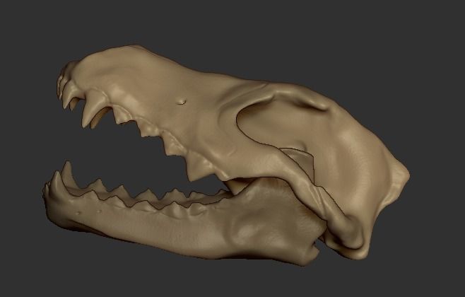 Wolf skull free 3D model 3D printable | CGTrader