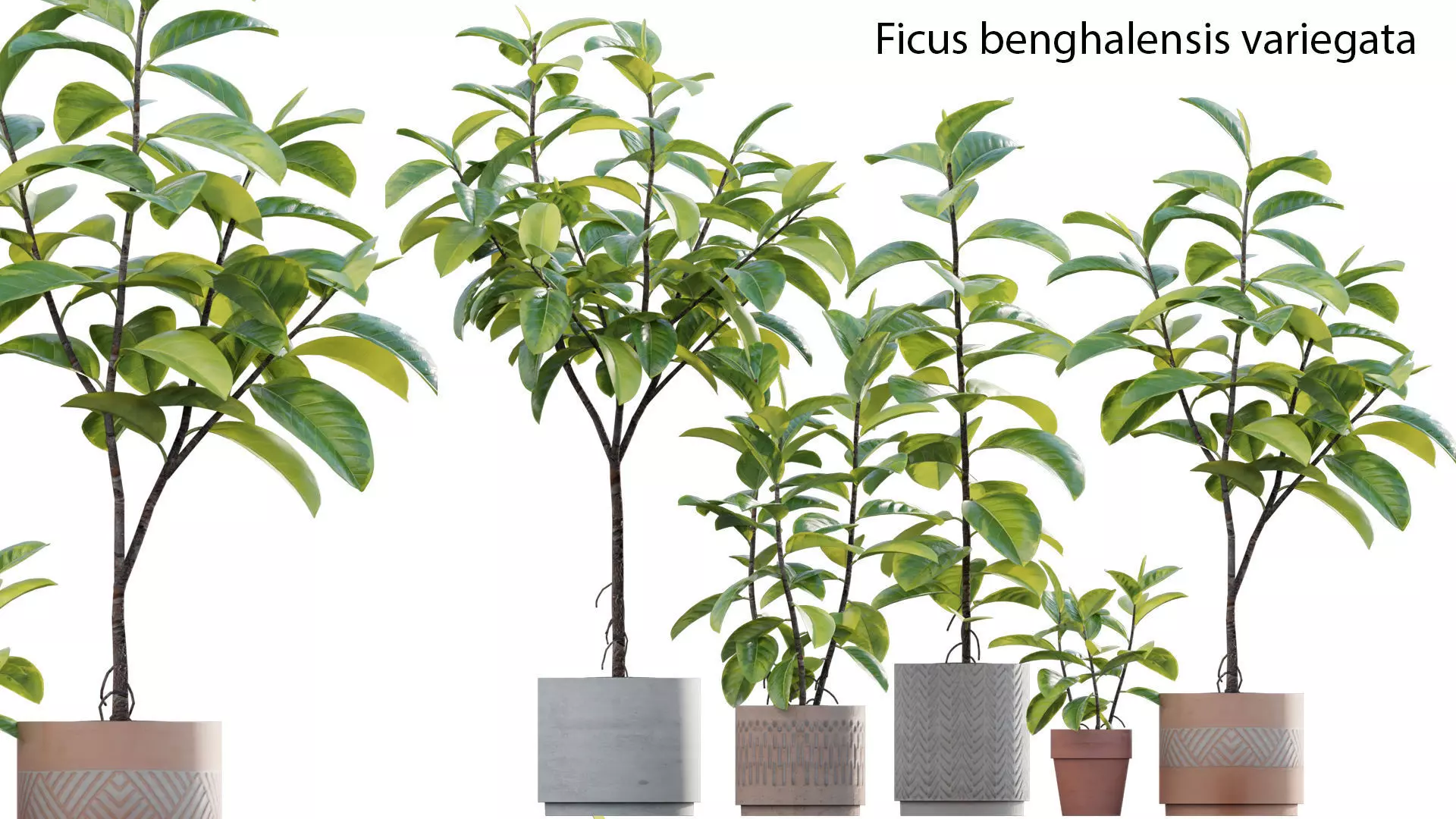 Ficus benghalensis 3D model_0