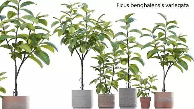Ficus benghalensis