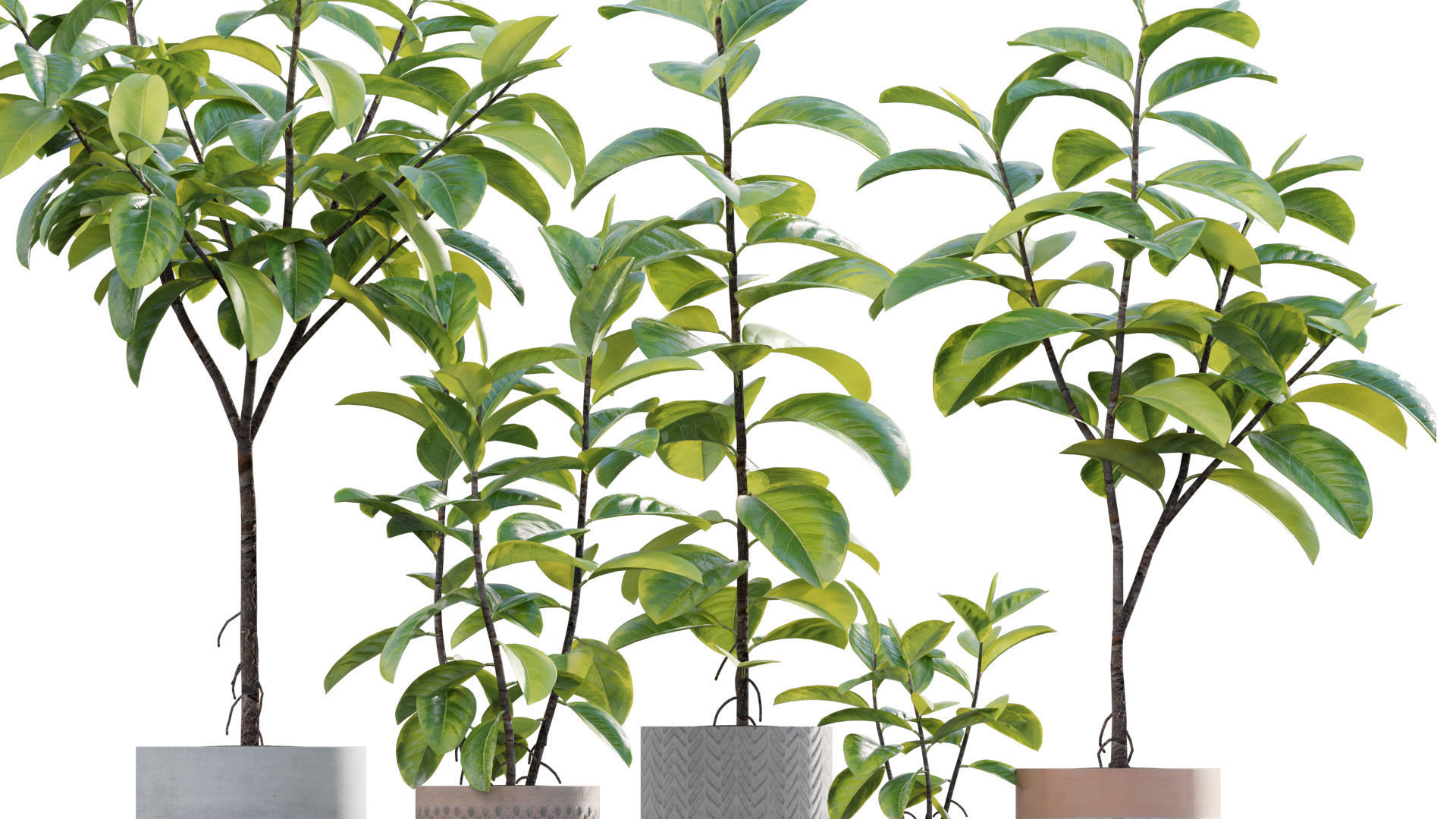 Ficus benghalensis 3D model_1