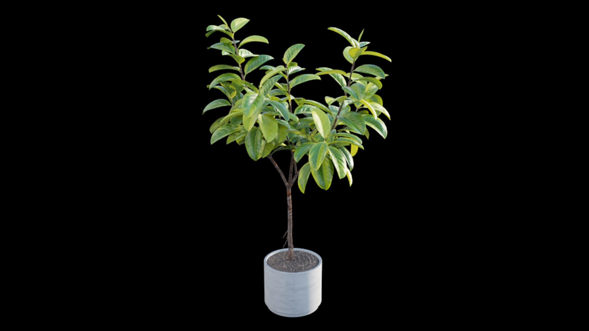 Ficus benghalensis 3D model_6